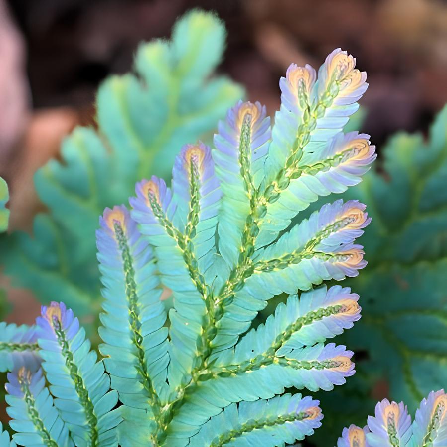 Селагинелла Пикок (Selaginella Peacock) D12см