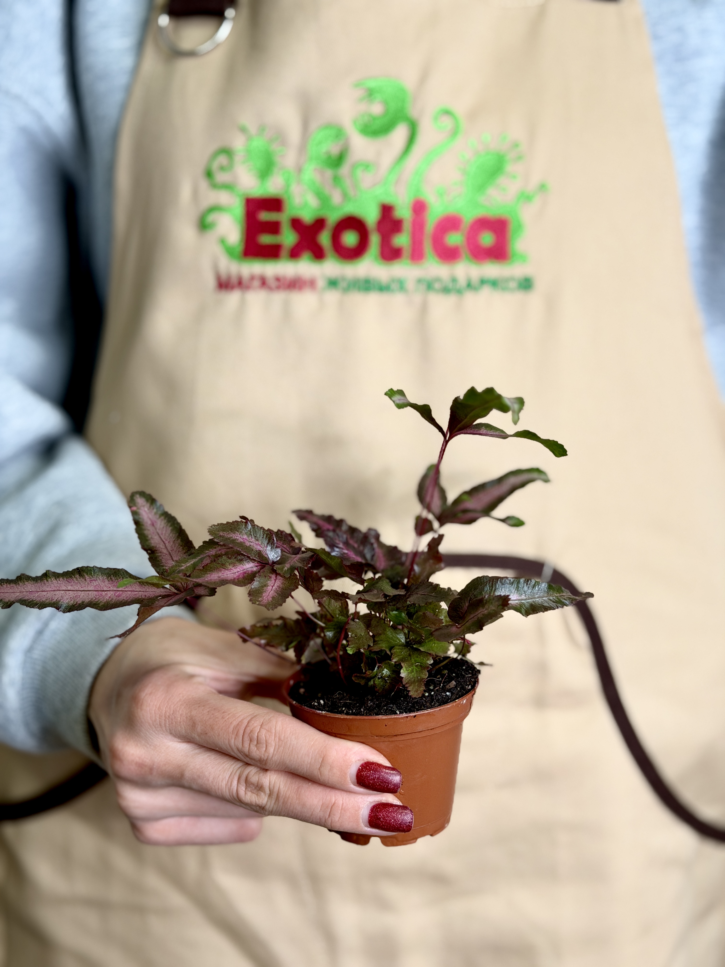 Птерис Критский Альболинеата Мейк Ап (Pteris Cretica Albolineata Make-upz) D7см