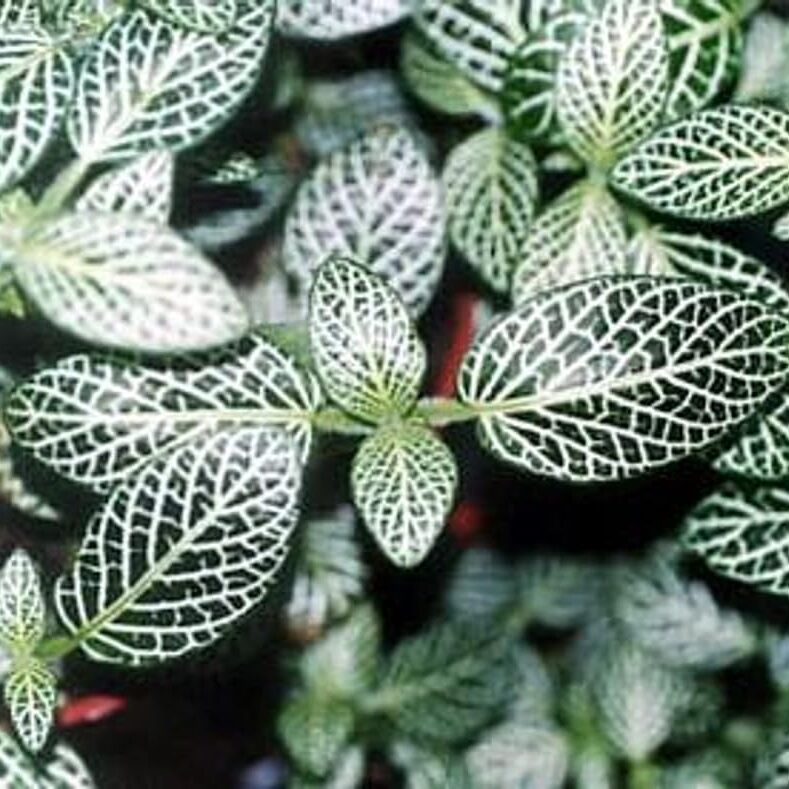 Фиттония Мозаик Спрингтайм (Fittonia Mosaic Springtime) D8,5см