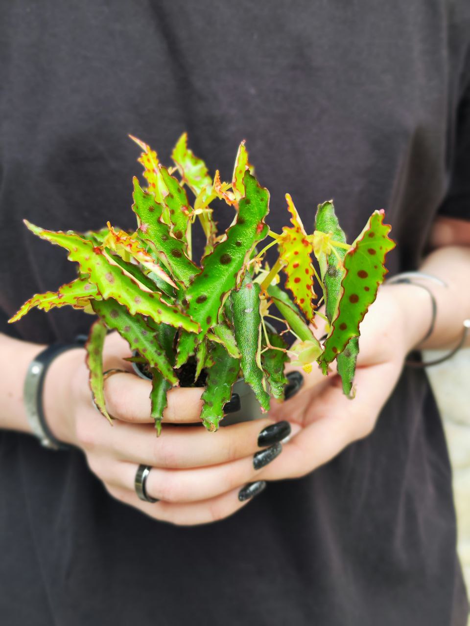Бегония Амфиоксус (Begonia Amphioxus) D6см