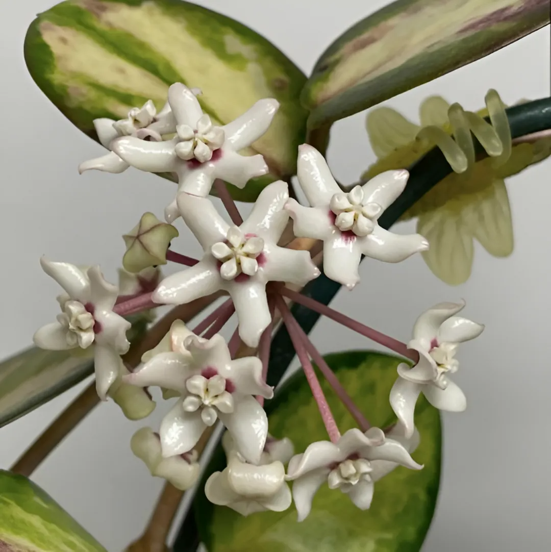 Хойя Лиза Аустралис (Hoya Australis Lisa) D6см