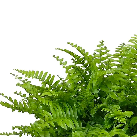 Папоротник Нефролепис Блю Белл (Nephrolepis Boston Blue Bell) D12см