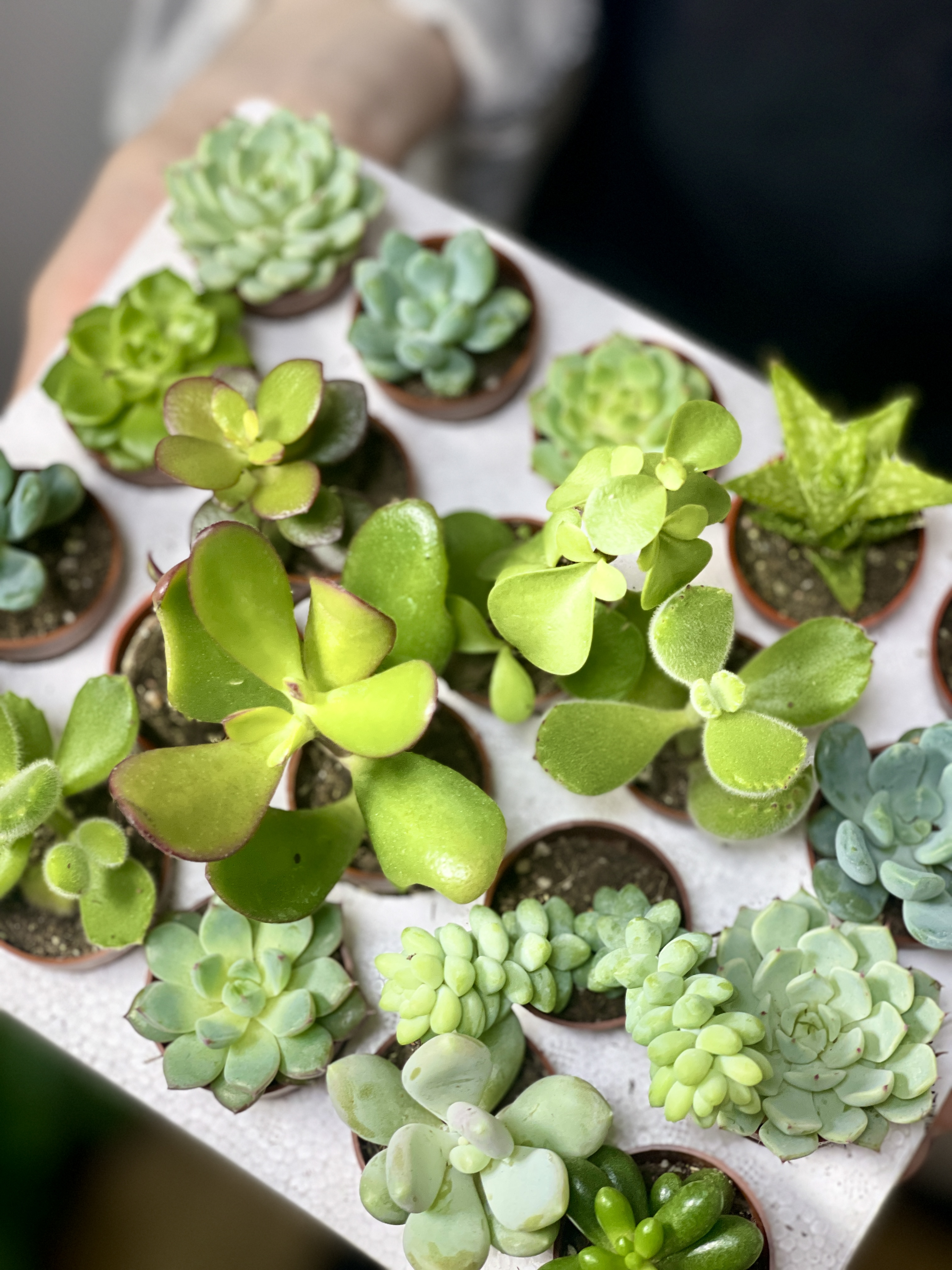 Суккулент Мини Микс (Succulent Mini Mix) D4см