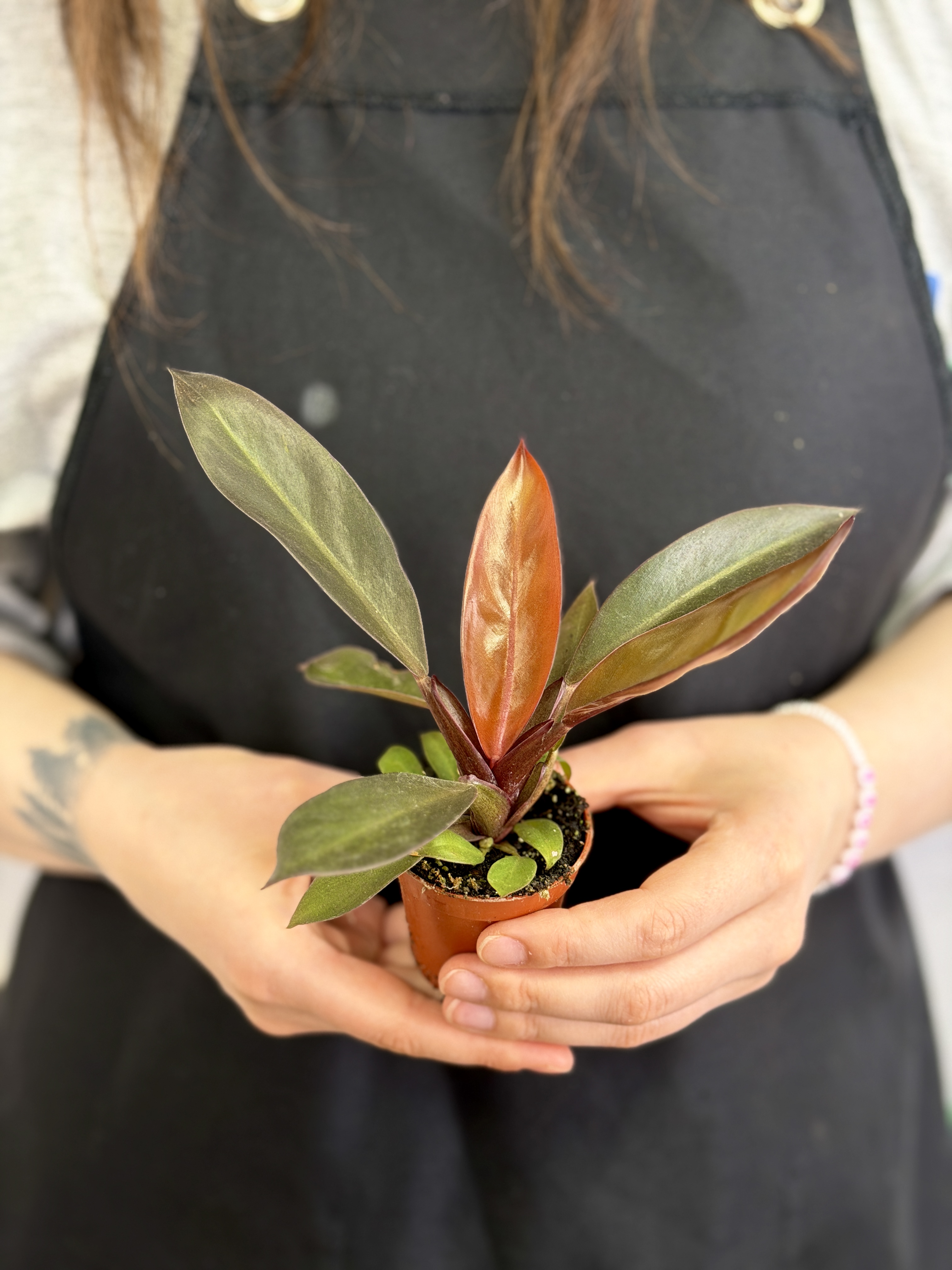 Филодендрон Блэк Кардинал (Philodendron Black Cardinal) D6см