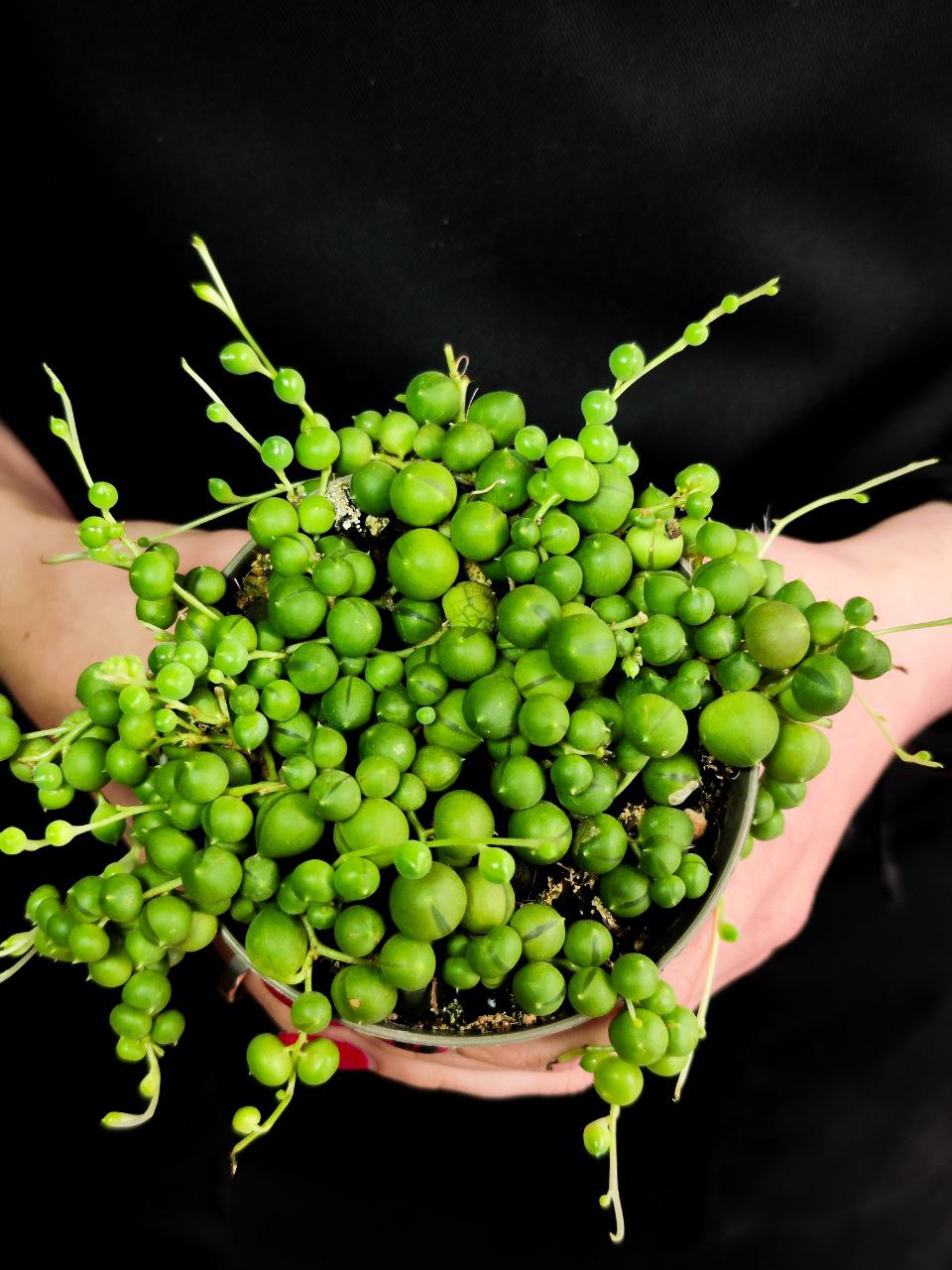 Крестовник Роули (Senecio Rowleyanus) D8,5см