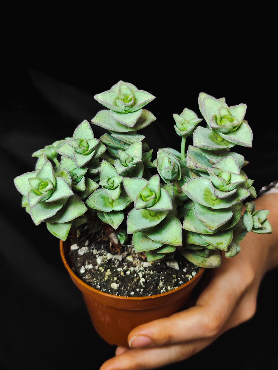 Крассула Перфората Мэджик (Crassula Perforata Magic) D8,5см