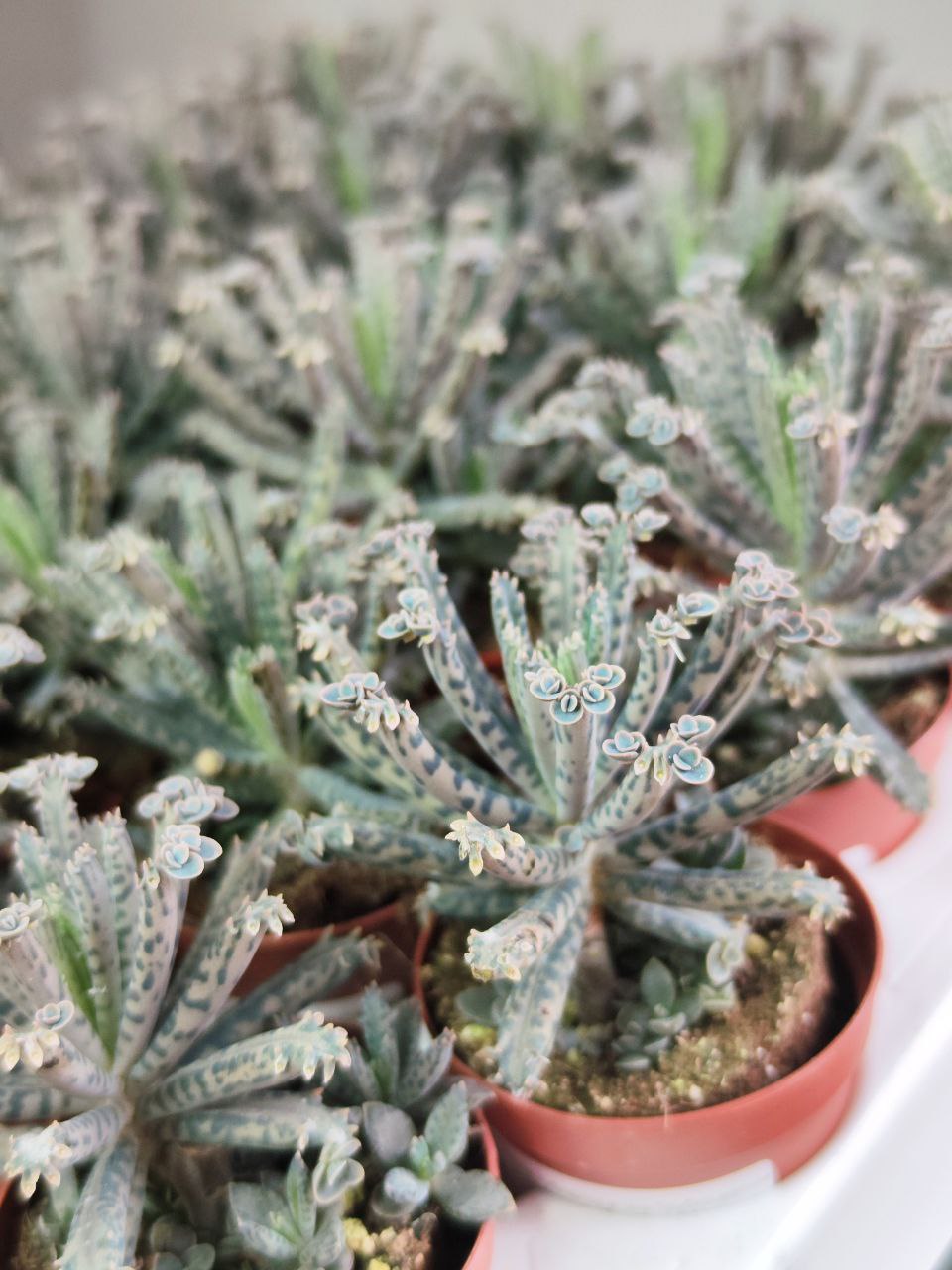 Каланхоэ Тубифлора, или Трубкоцветное (Kalanchoe Tubiflora) D5см
