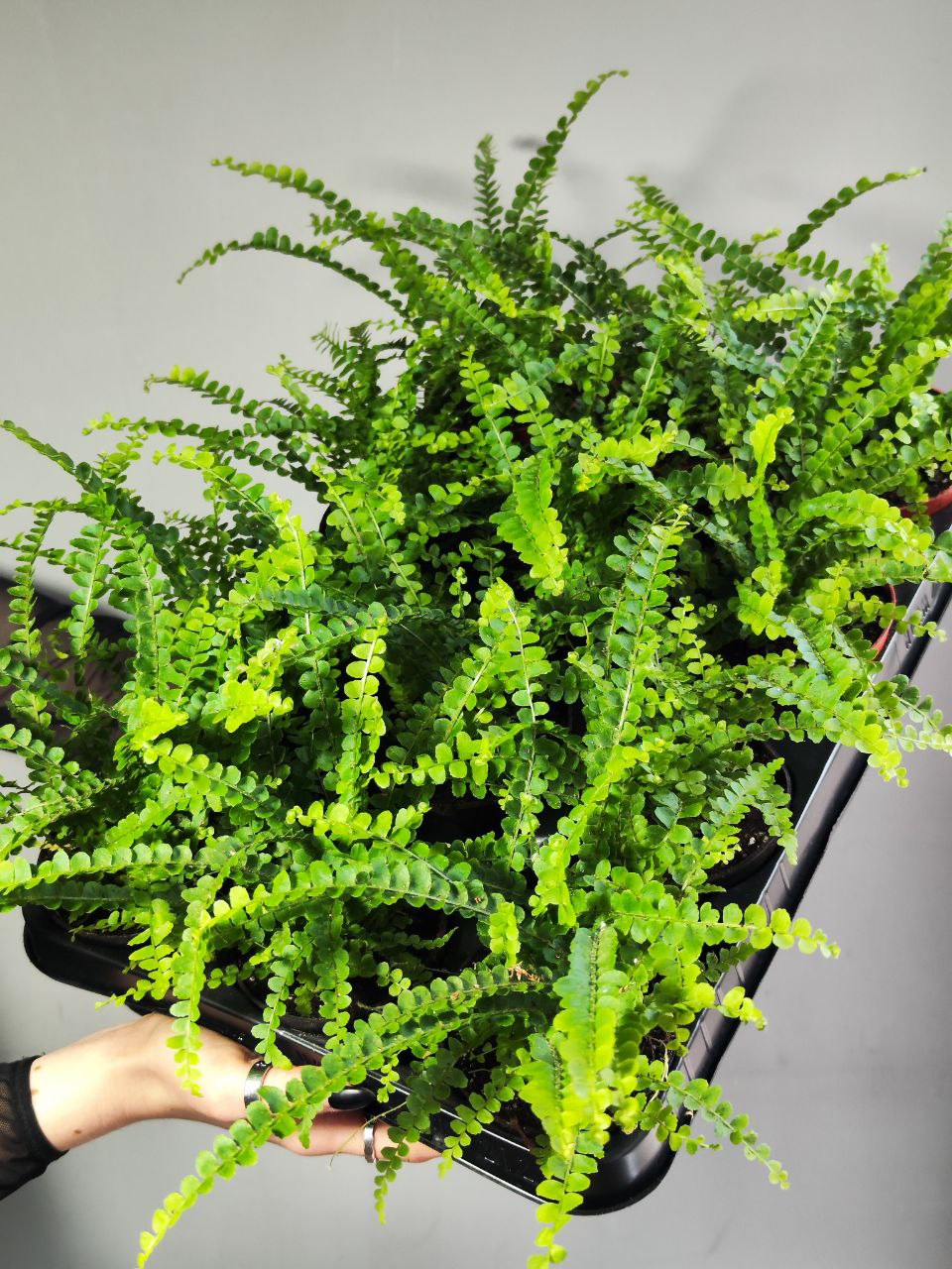 Нефролепис Даффи (Nephrolepis Exaltata Duffy) D8,5см