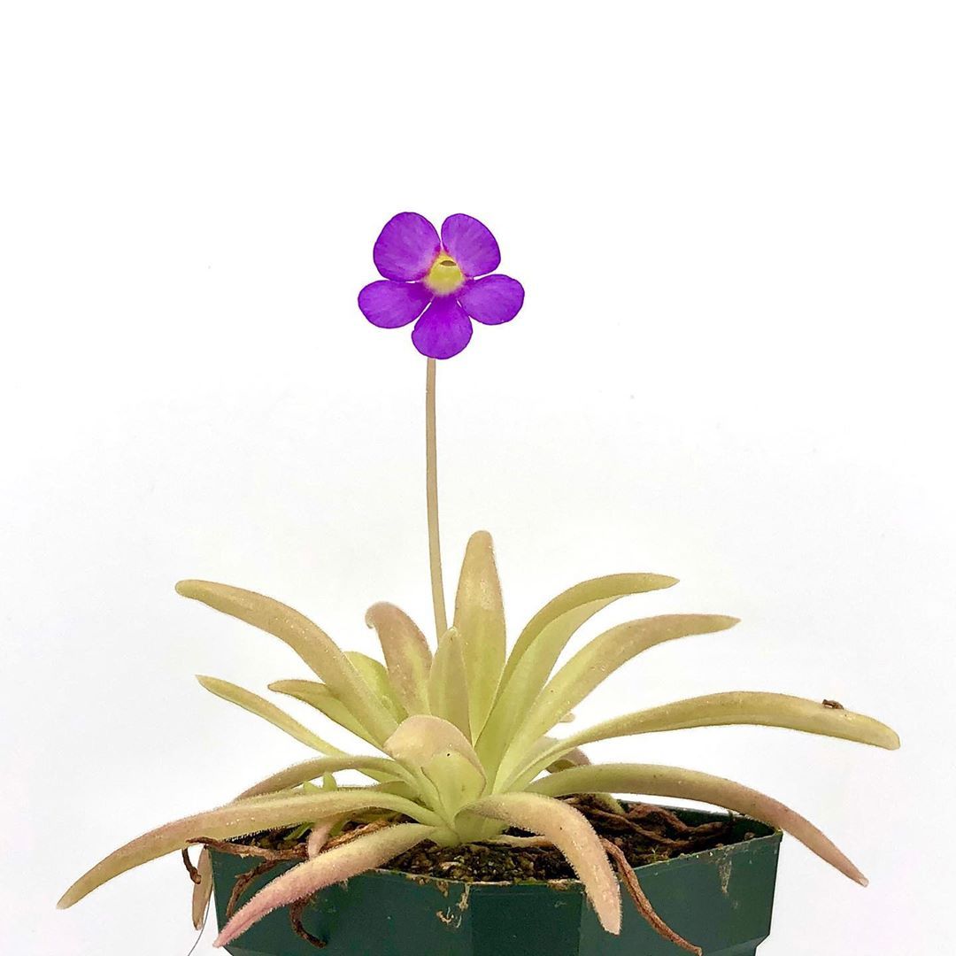 Жирянка Афродита (Pinguicula Aphrodite) D9см