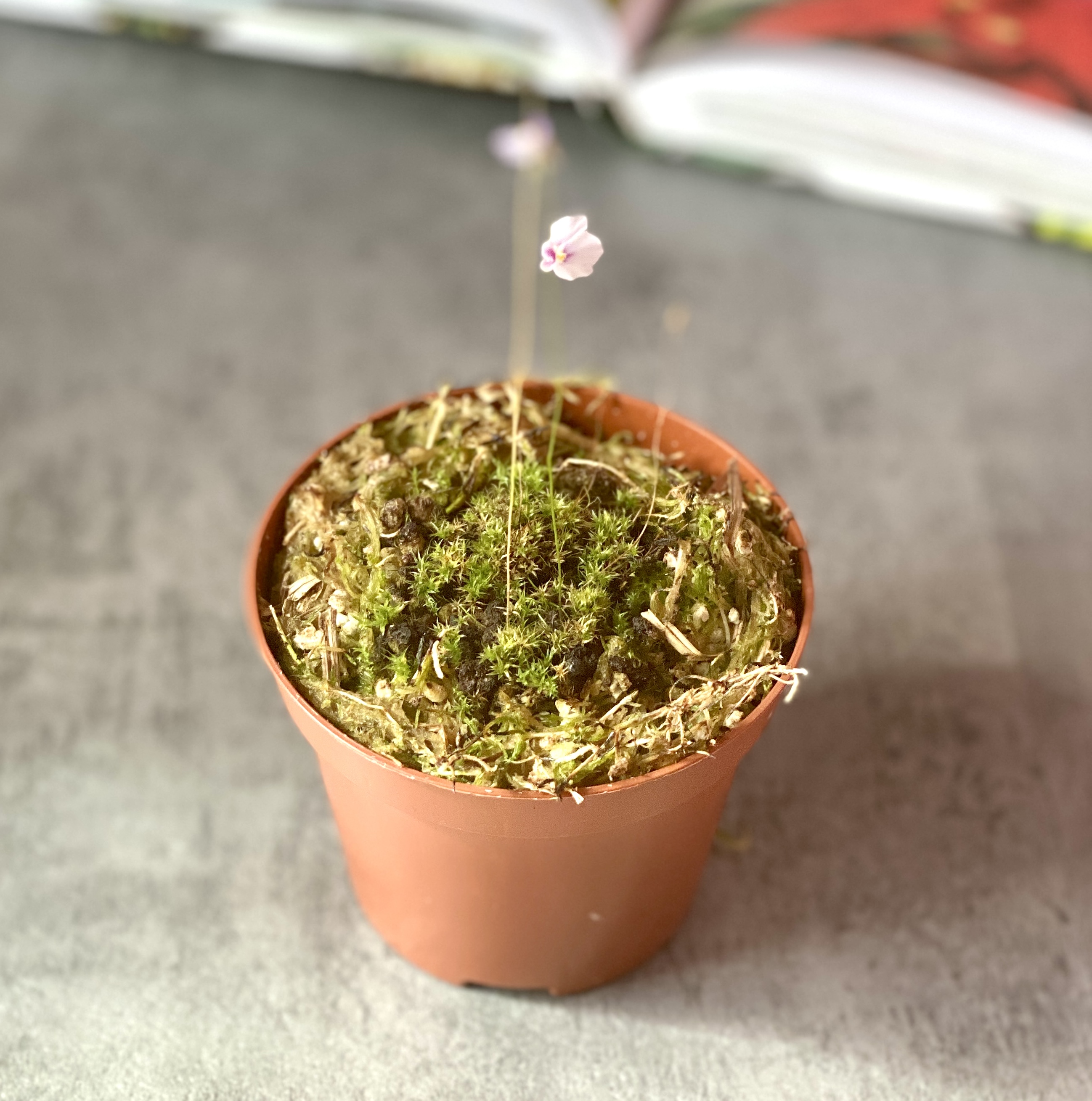 Пузырчатка Бланшетии (Utricularia blanchetii) D9см