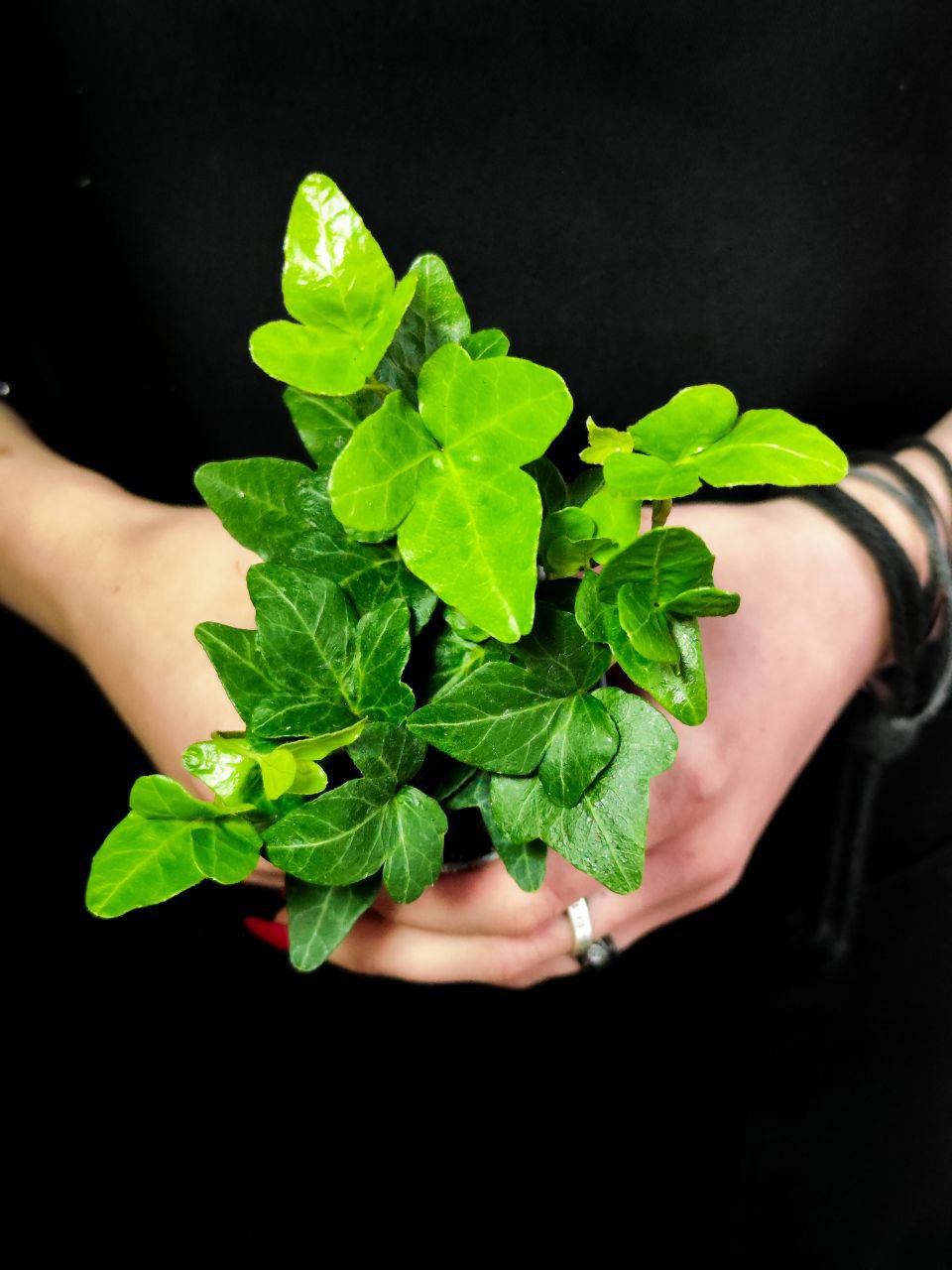 Хедера Хеликс Грин, Плющ (Hedera Helix Green) D6см