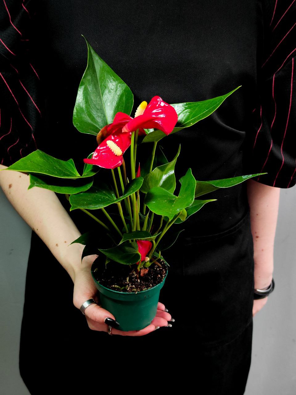 Антуриум Андре Красный (Anthurium Аndraeanum Red) D9см