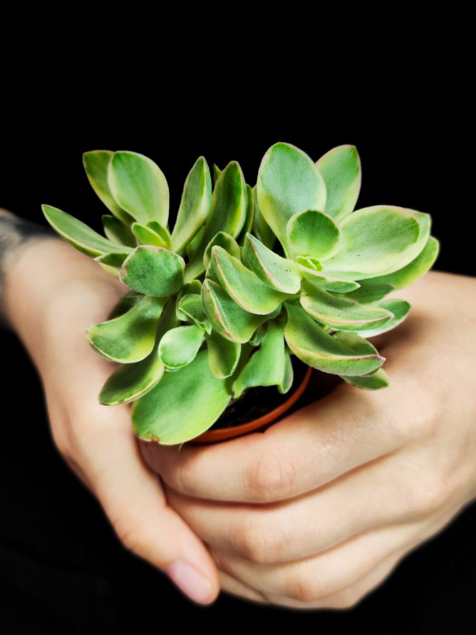 Крассула Мани Мейкер Грин (Crassula Moneymaker Varigated Green) D5см