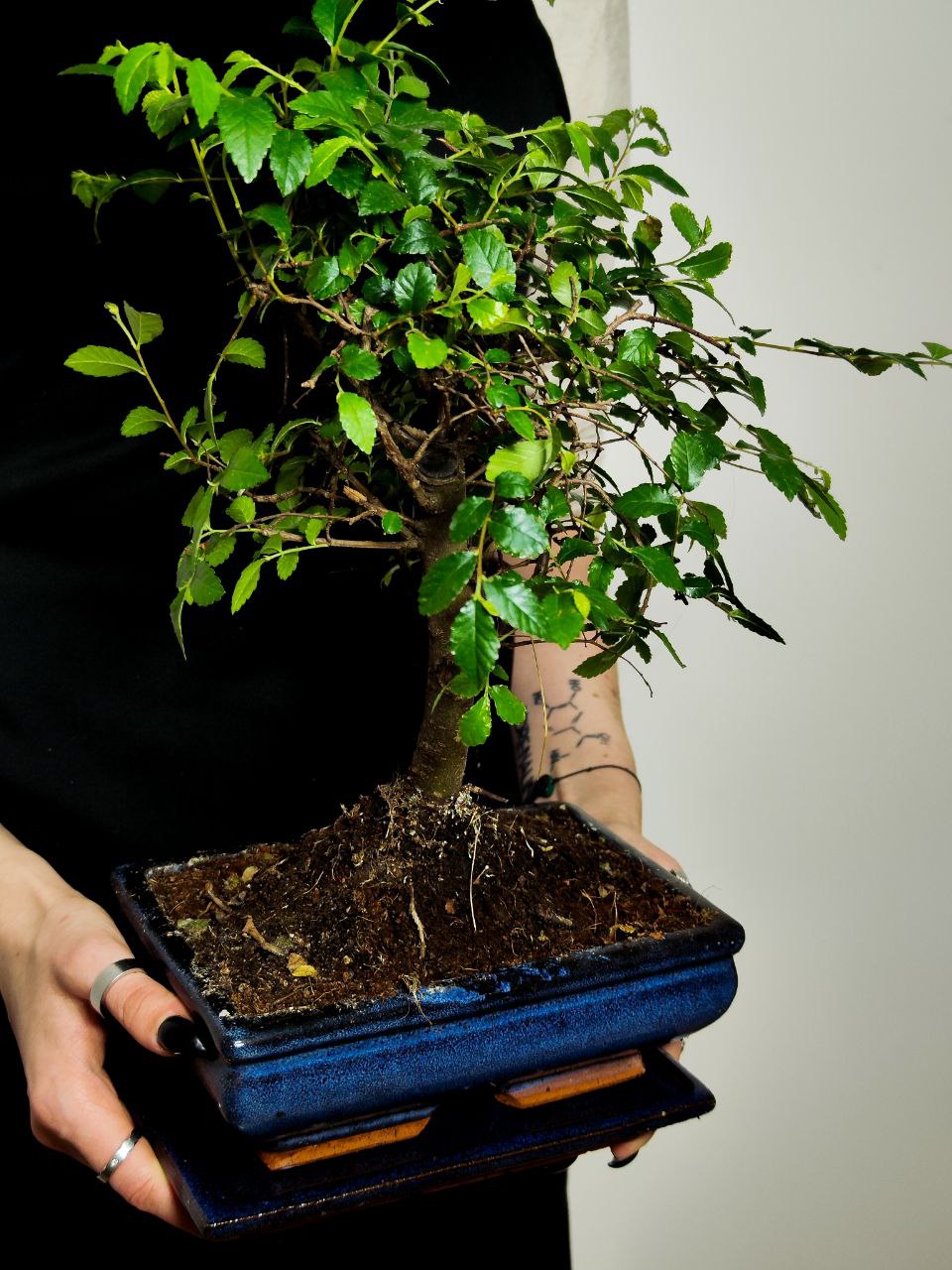 Бонсай Вяз Мелколистный Прямой (Ulmus Parvifolia)