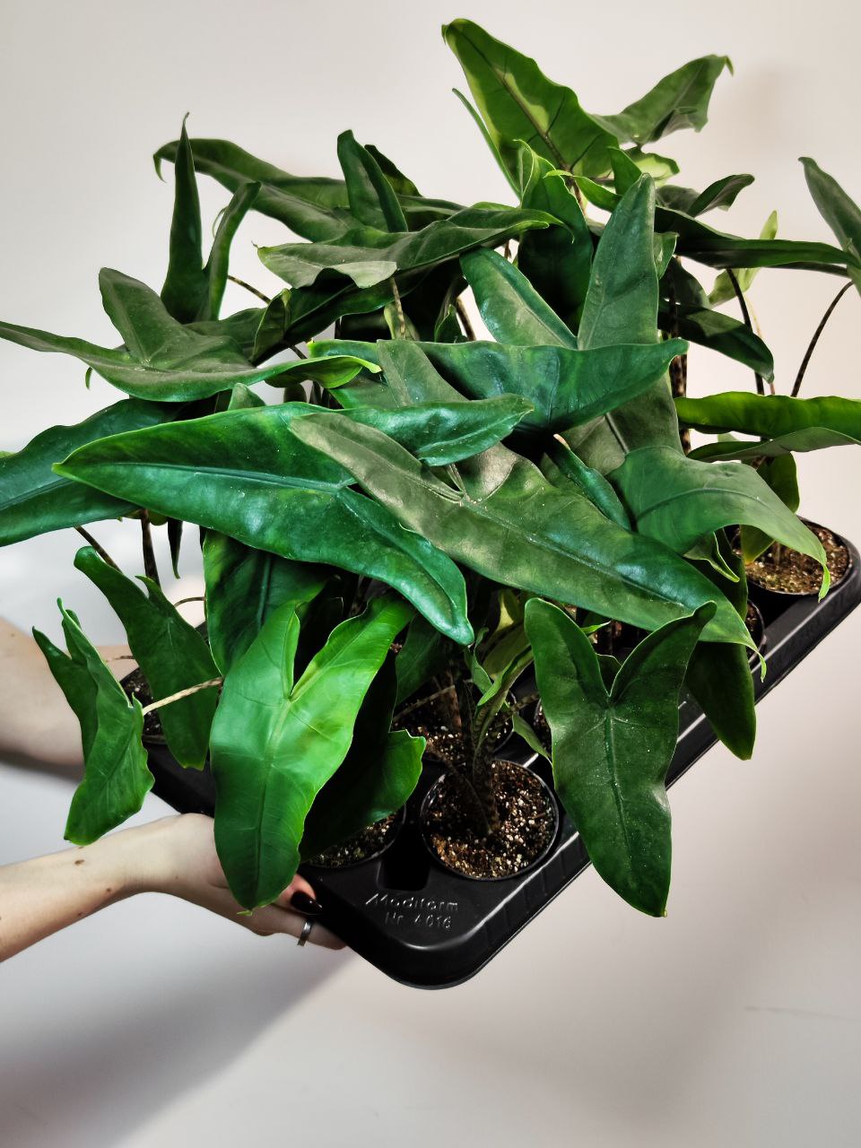 Алоказия Зебрина (Alocasia Zebrina) D6см