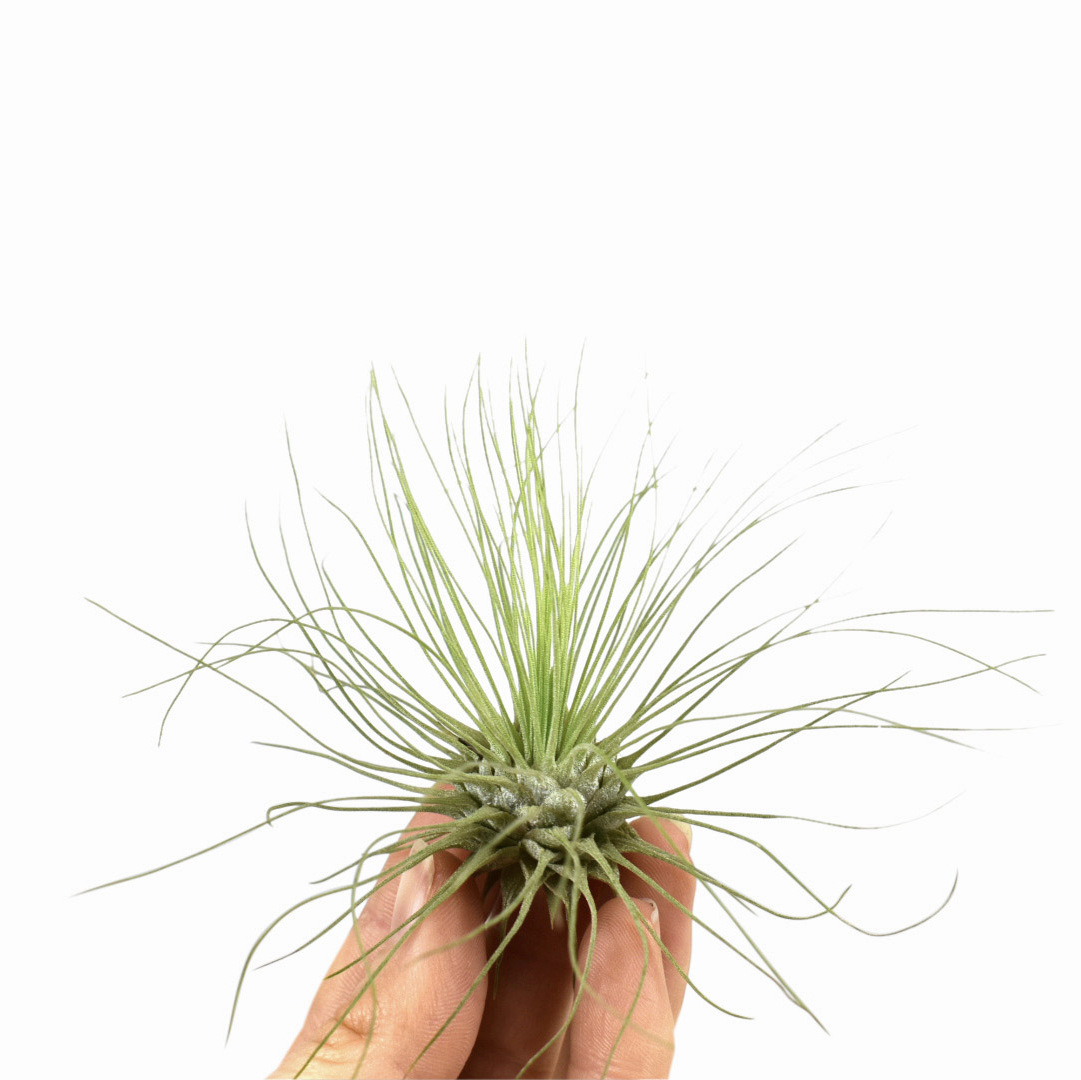 Тилландсия Серебристая (Tillandsia Argentea)