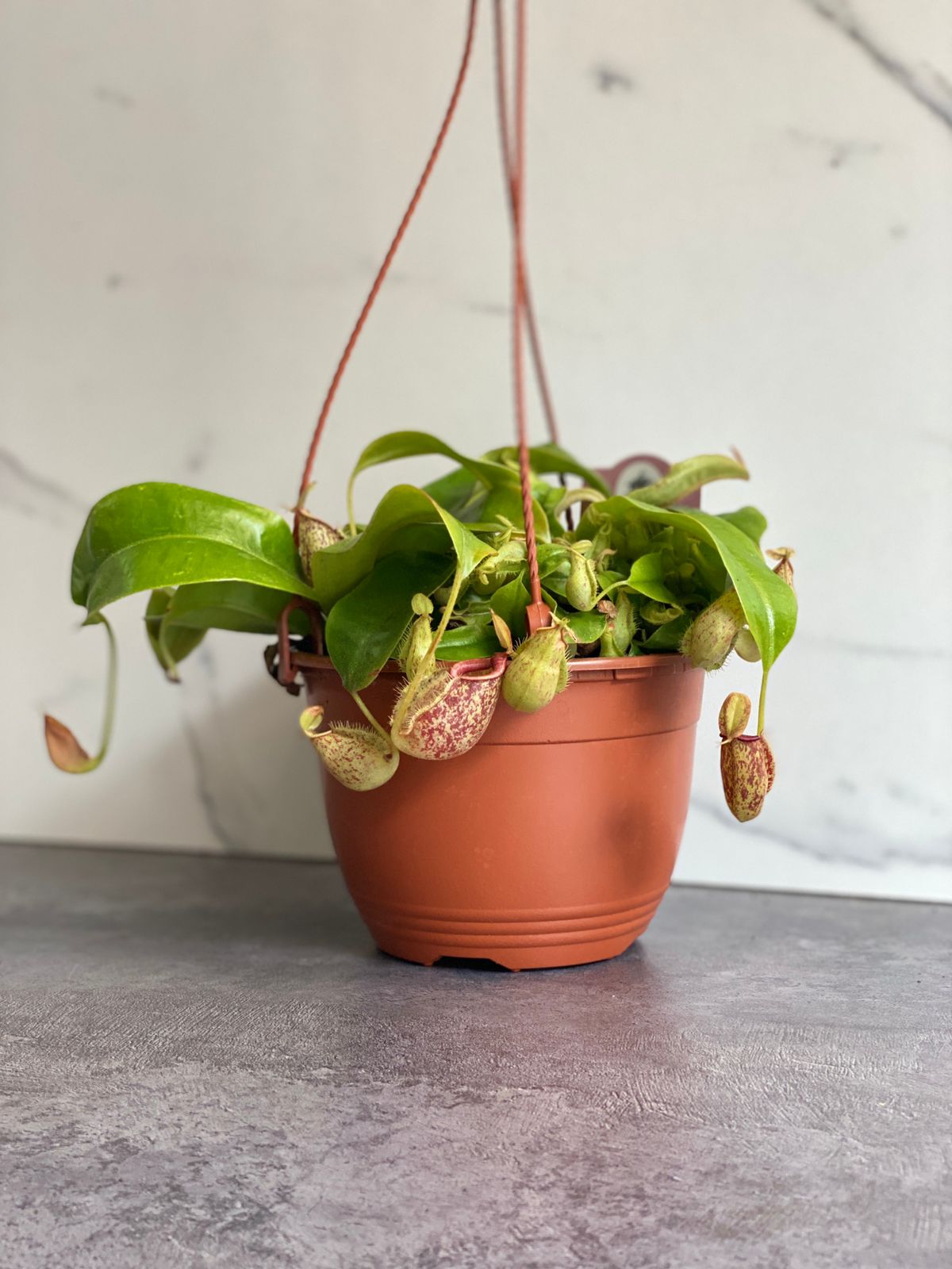 Непентес Хукериана (Nepenthes hookeriana) D14см в подвесном кашпо