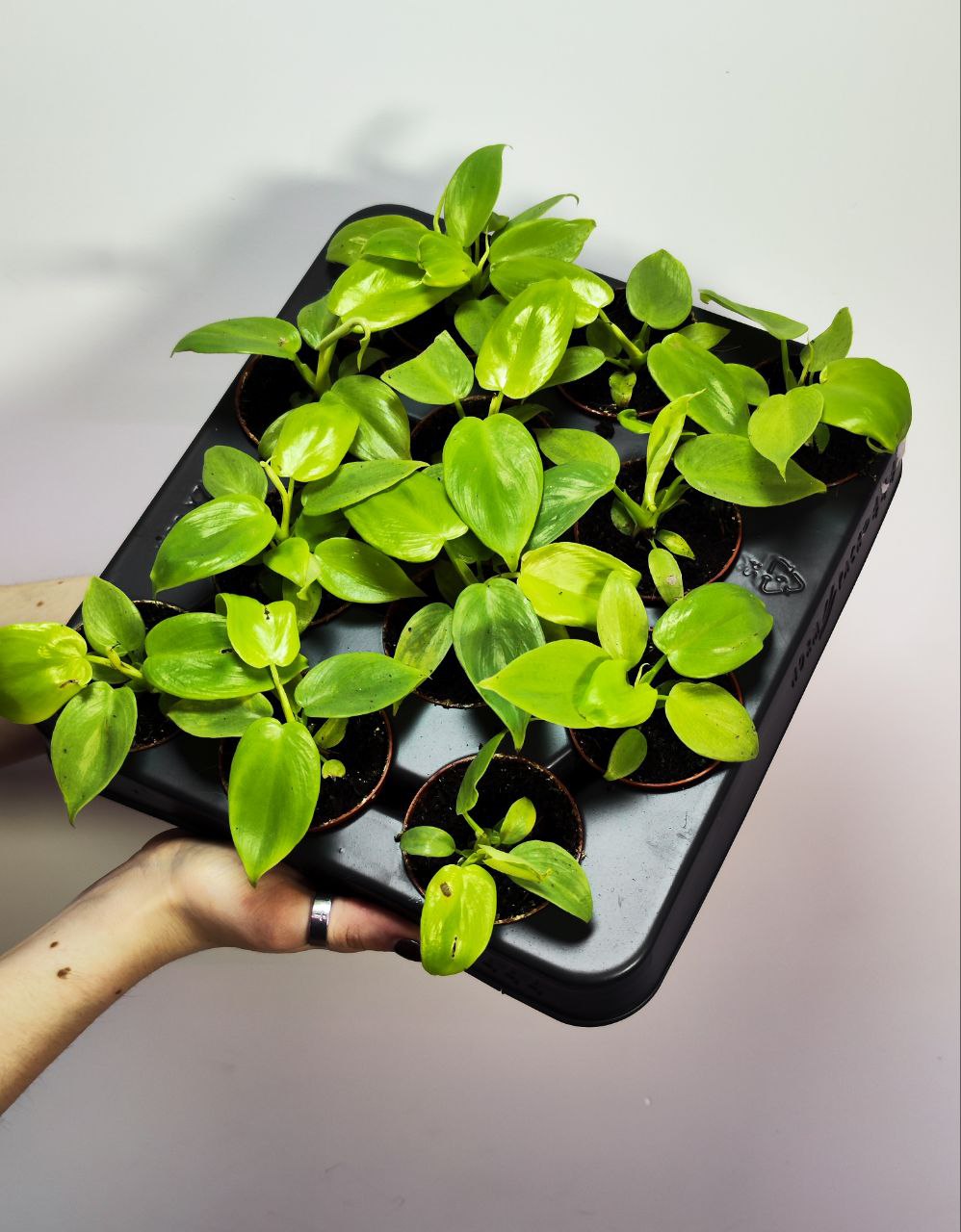 Филодендрон Голден Виолин (Philodendron Gold Violin) D6см