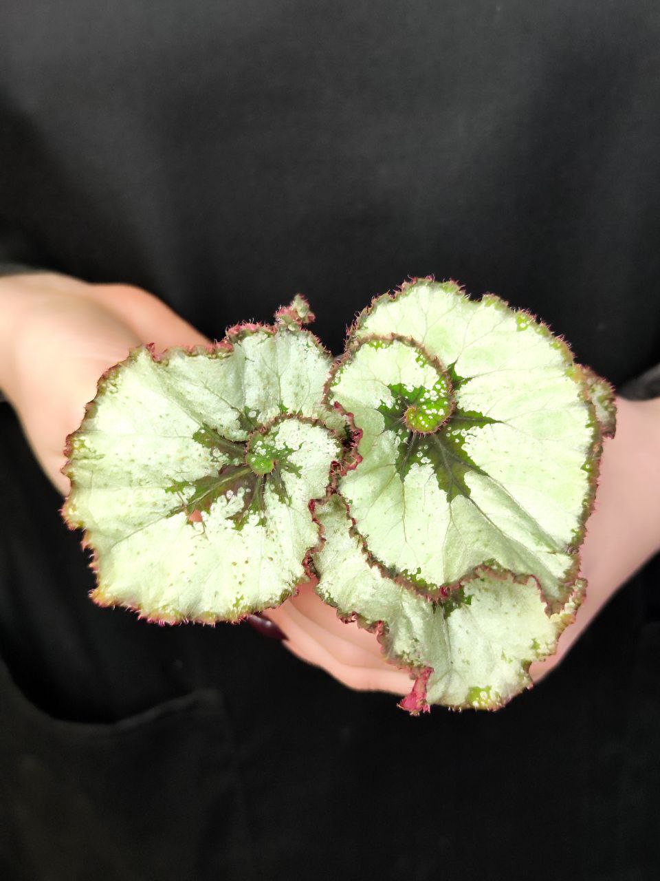 Бегония Рекс Эскаргот (Begonia Rex Escargot) D6см