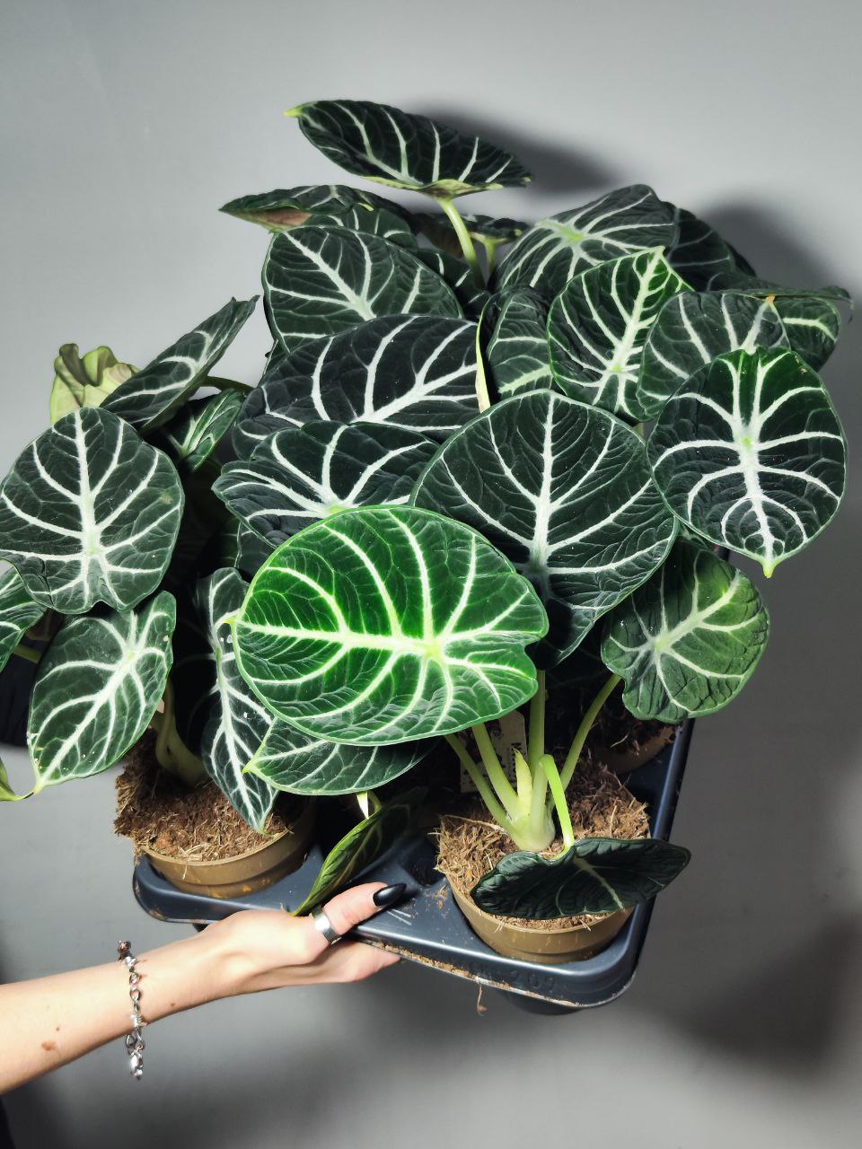 Алоказия Ниндзя (Alocasia Ninja) D11см