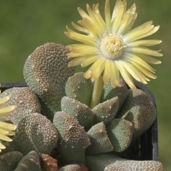 Алоинопсис Люкхофа (Aloinopsis Luckhoffii) D5см