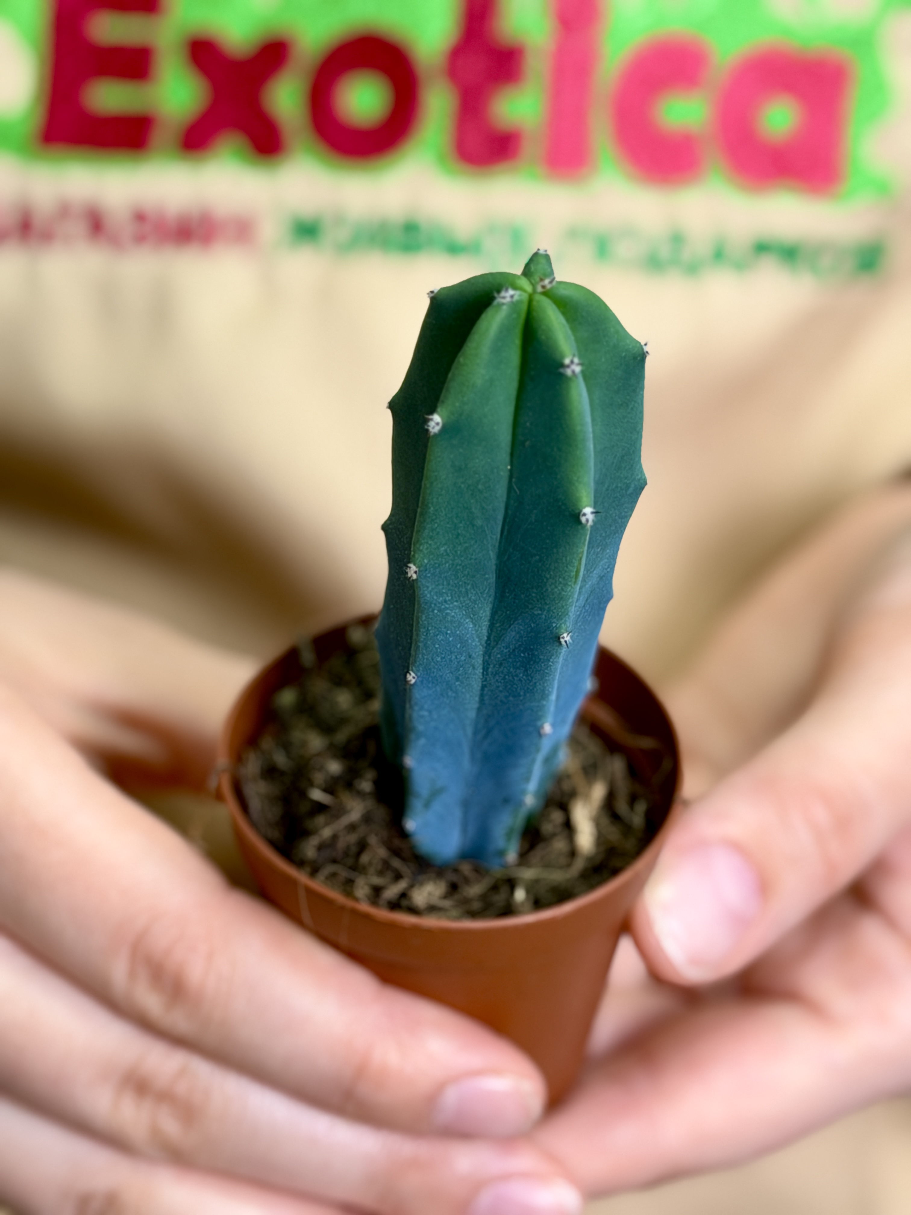 Миртиллокактус Геометрический (Myrtillocactus Geometrizans) D5см
