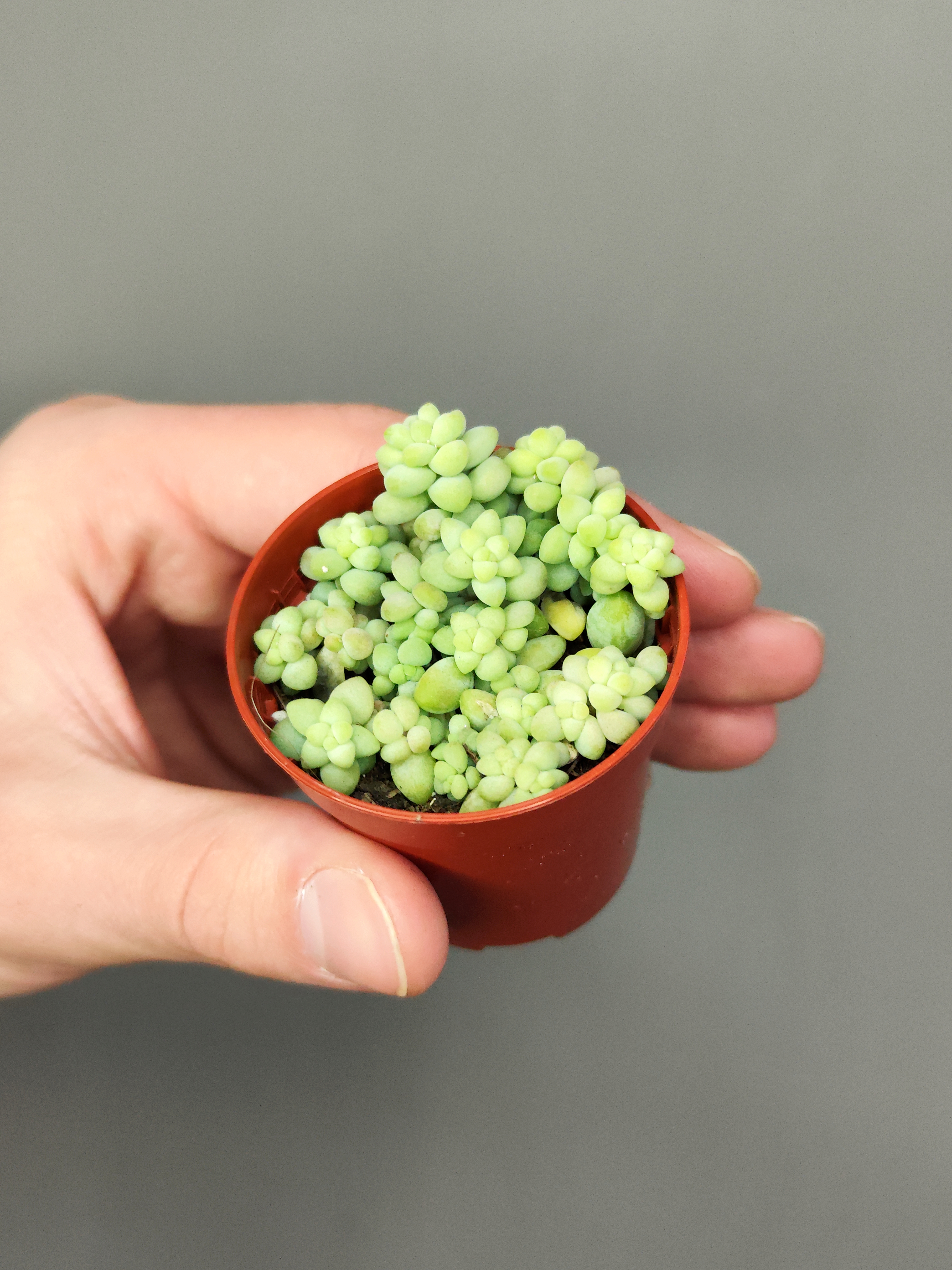Седум Буррито Мини (Sedum Burrito Mini) D5см