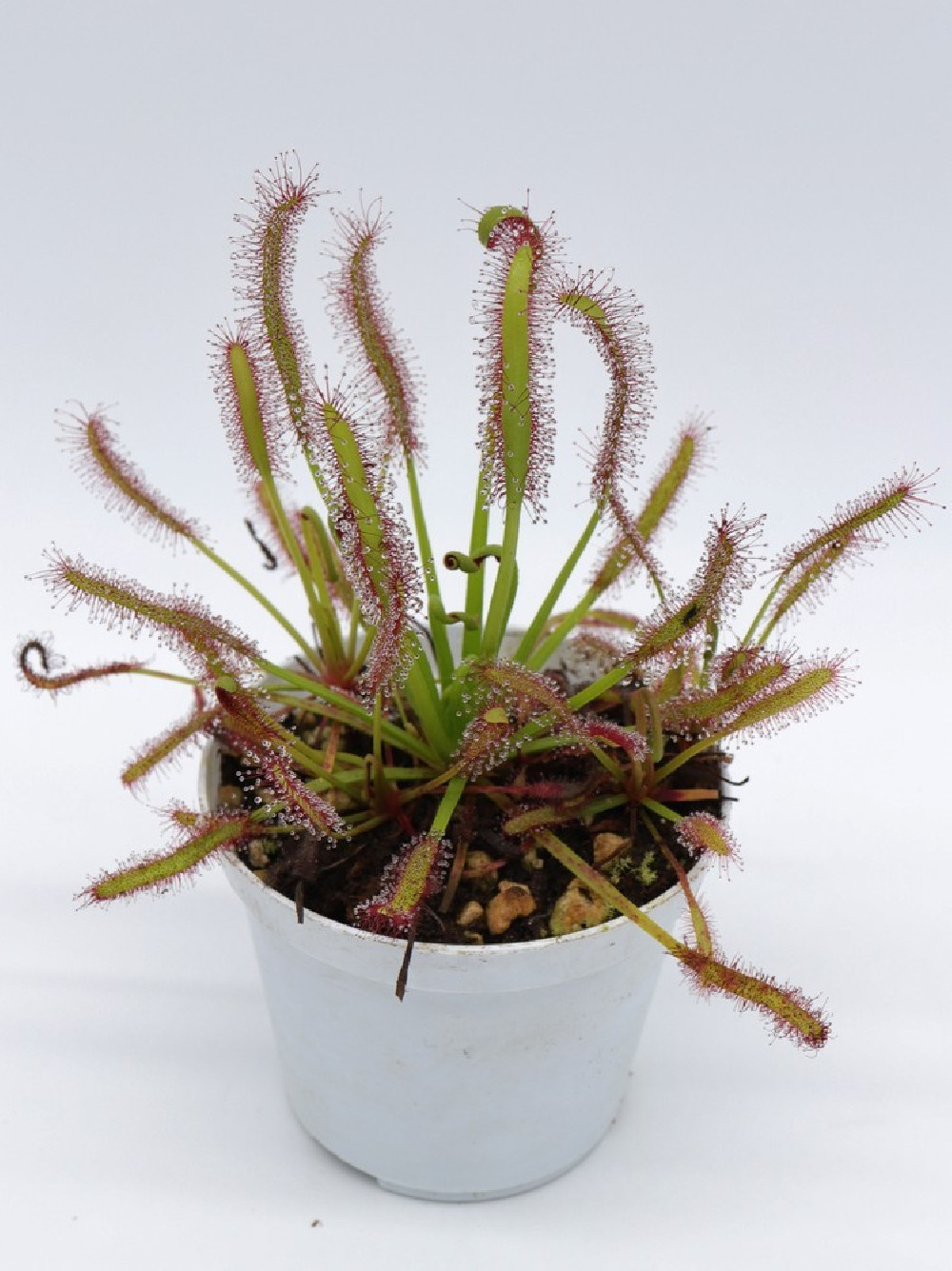 Росянка Капская (Drosera Capensis) D9см