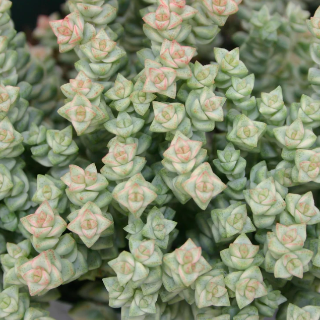Крассула Том Тумб Вариегатный (Crassula Tom Thub Variegata) D5см