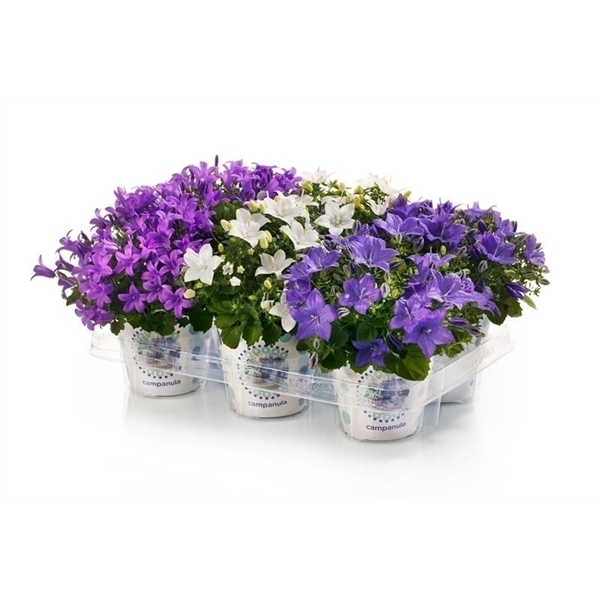 Комнатный цветок Колокольчик, или Кампанула (Campanula) D11см