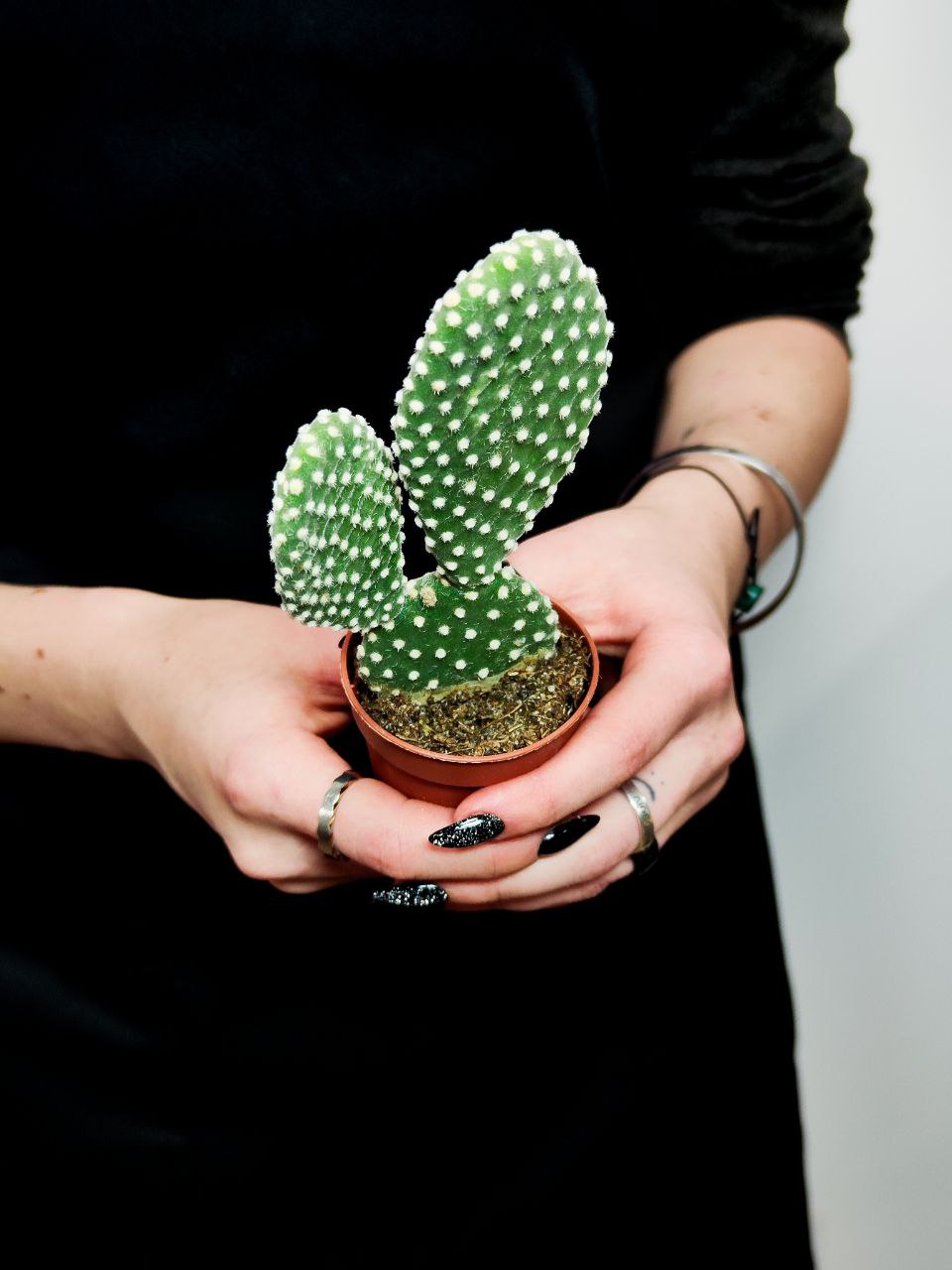 Опунция Микродазис Альба (Opuntia Microdasys Alba) D5см
