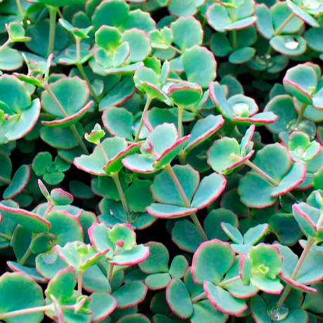 Седум Зибольда (Sedum Sieboldii) D8см