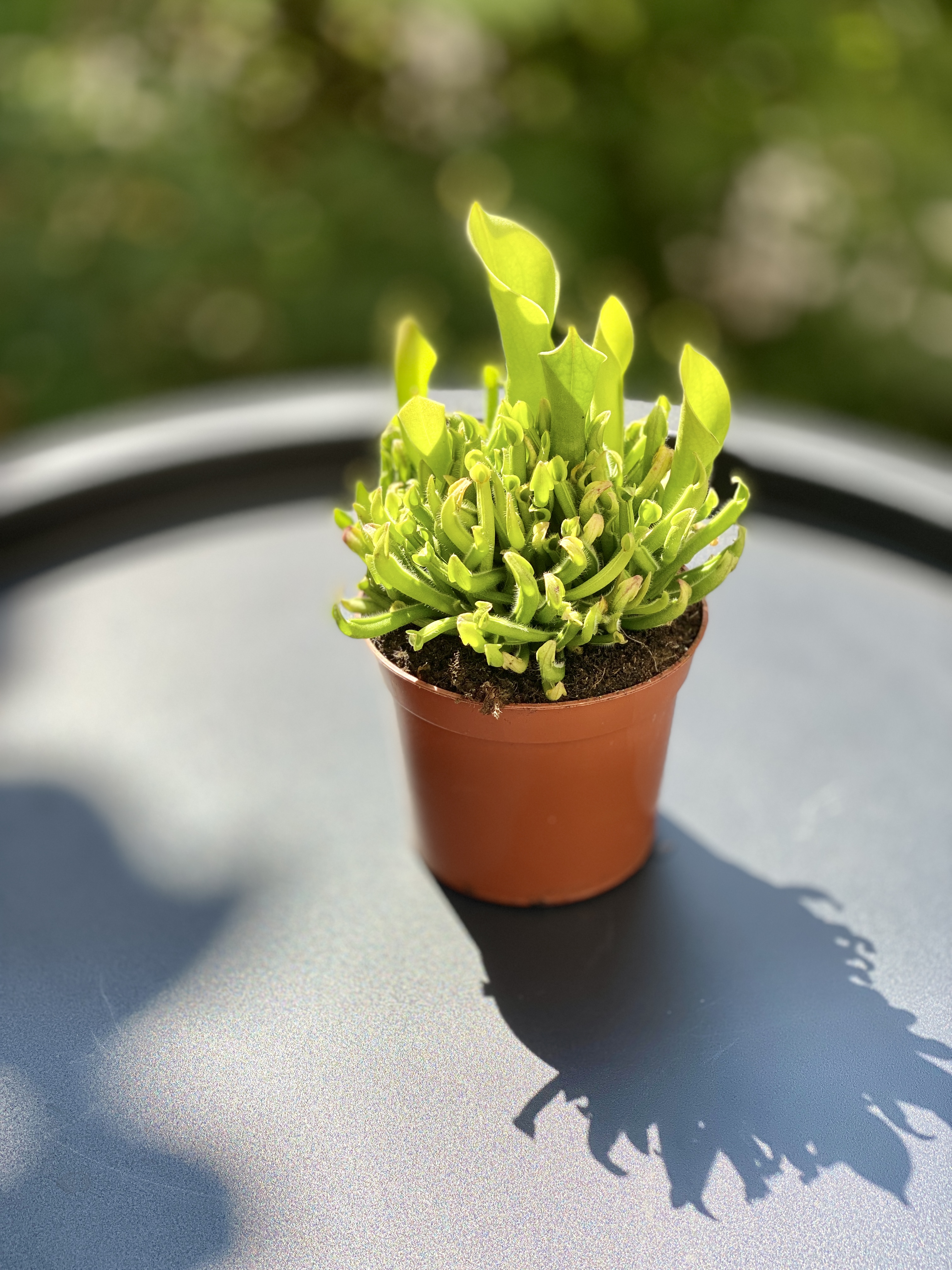 Гелиамфора (Heliamphora Heterodoxa x Minor) D9см