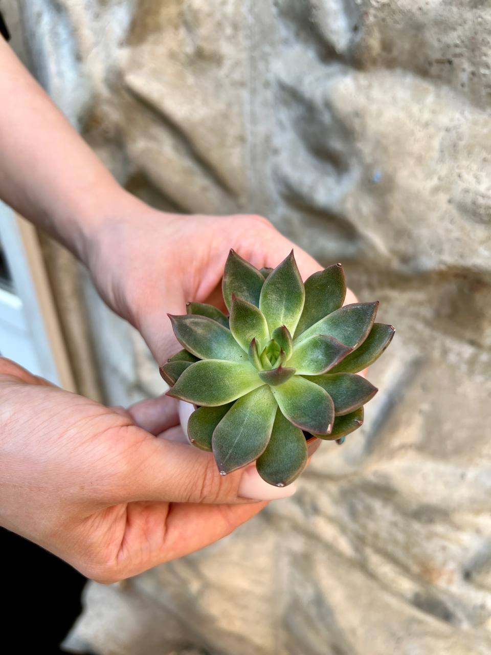 Эхеверия Гибридная (Echeveria Hybrid) D5см