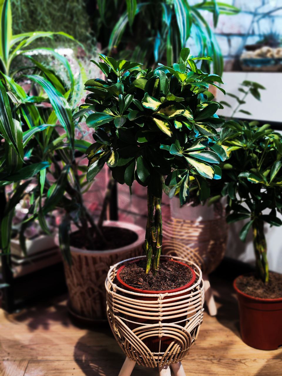 Шеффлера Голд Капелла Переплетенная (Schefflera Gold Capella Twisted Stem) D19см