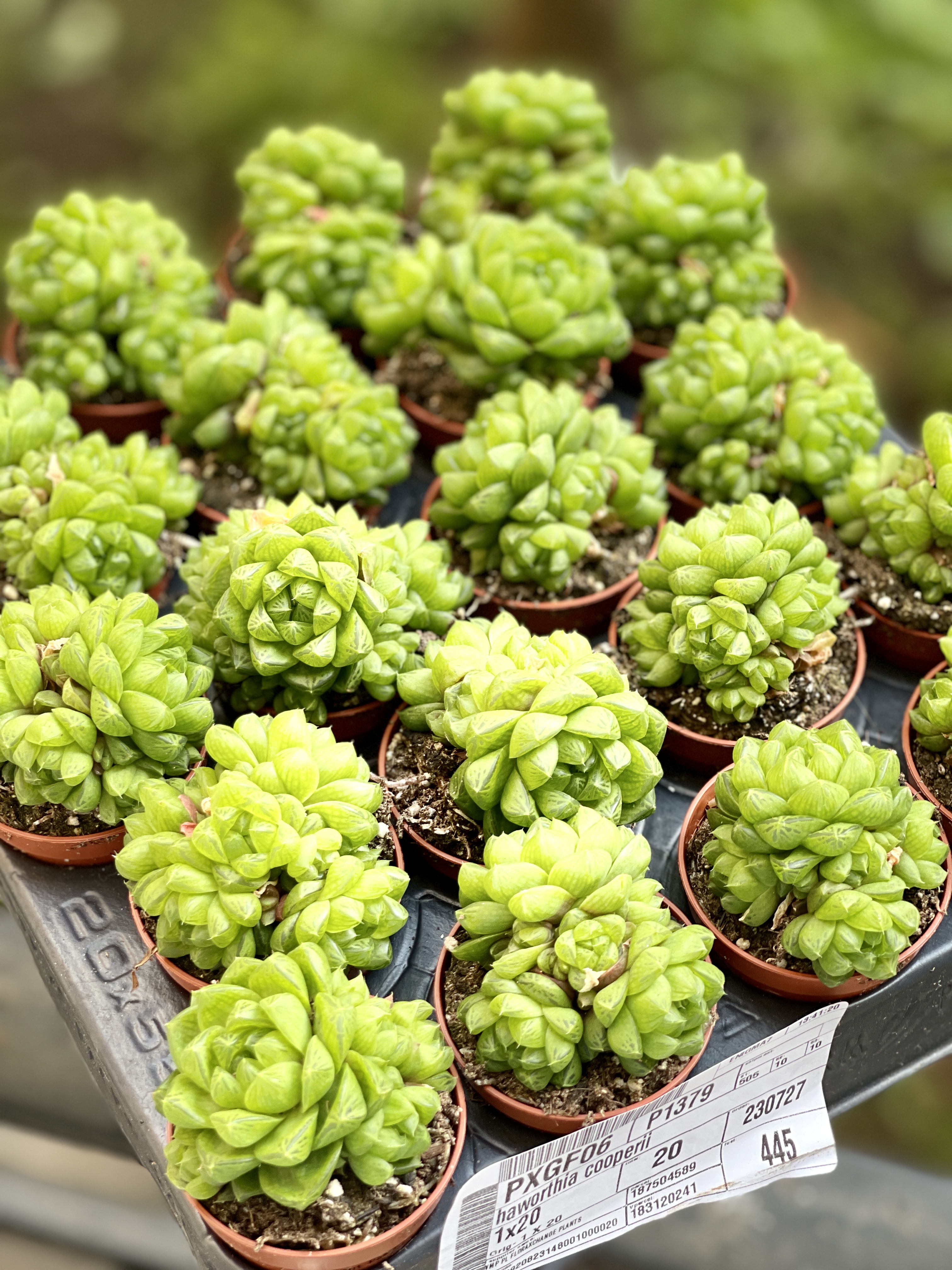 Хавортия Льдевидная Груп (Haworthia Сymbiformis Group) D5см