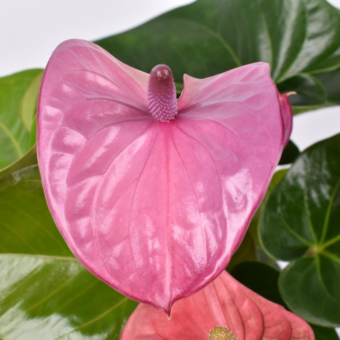 Антуриум Кавалли (Anthurium Cavalli) D14см