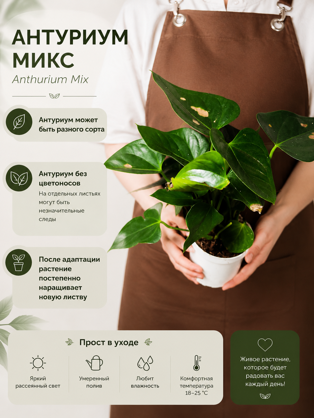 Антуриум Микс УЦЕНКА (Anthurium Mix) D 7-9см