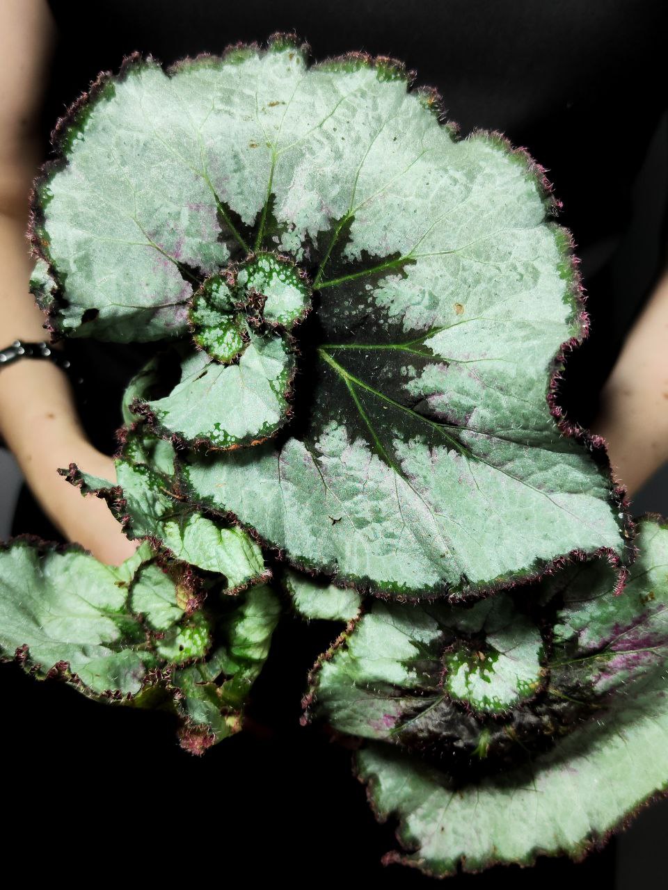 Бегония Рекс Эскаргот (Begonia Rex Escargot) D12см