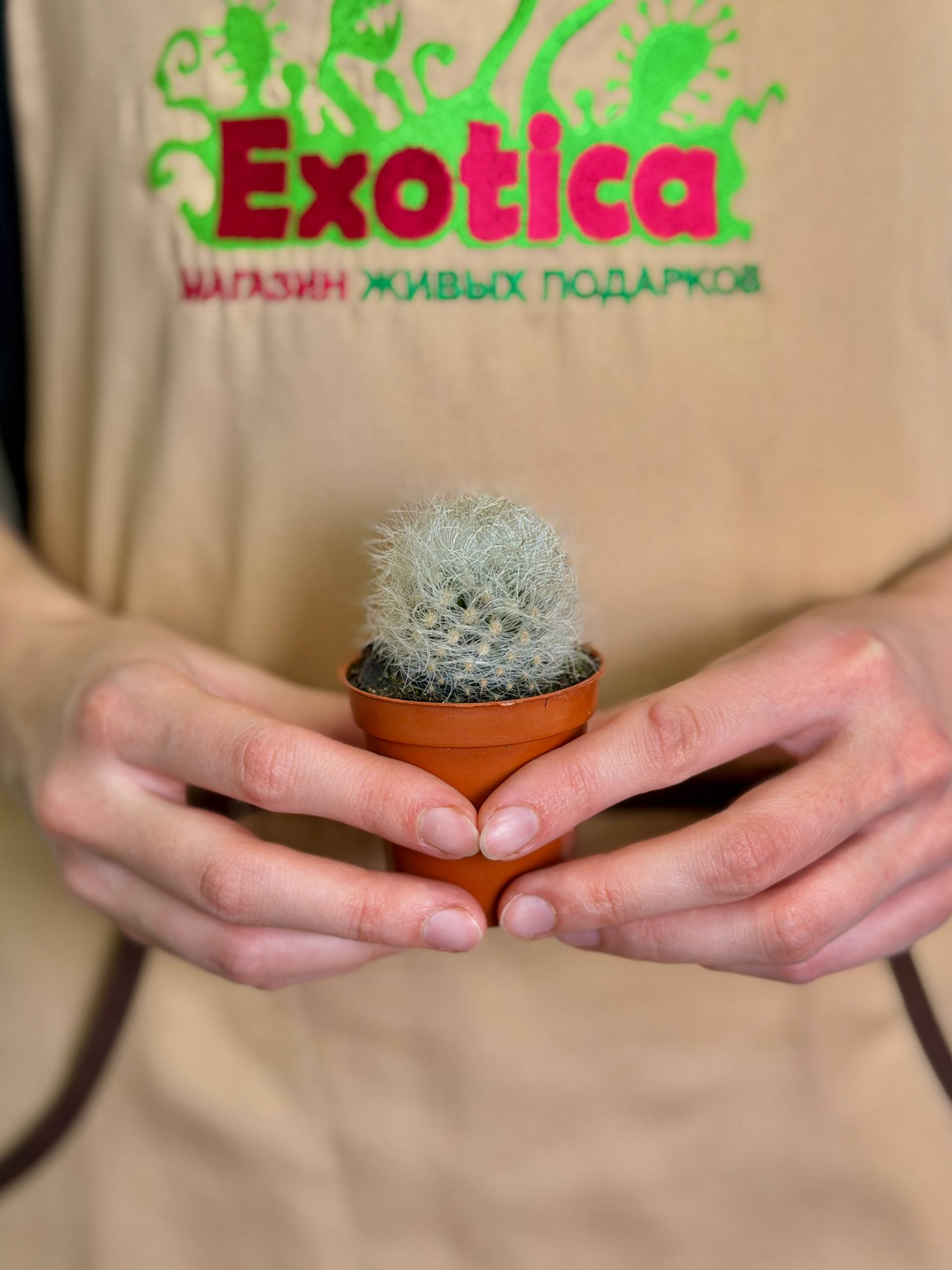 Кактус Неопортерия Сениллис (Neoporteria Senilis) D5см