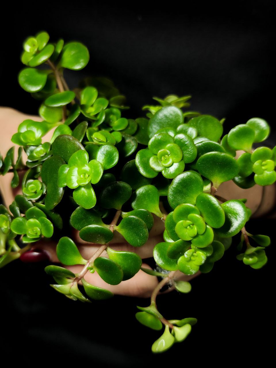 Седум Торнадо (Sedum Tornado) D5см