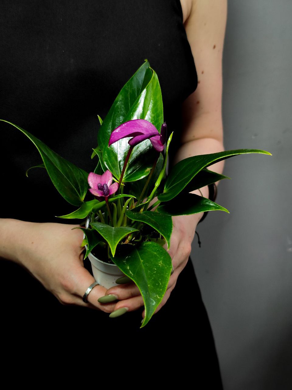 Антуриум Андре Зизу (Anthurium Andre Zizou) D7см