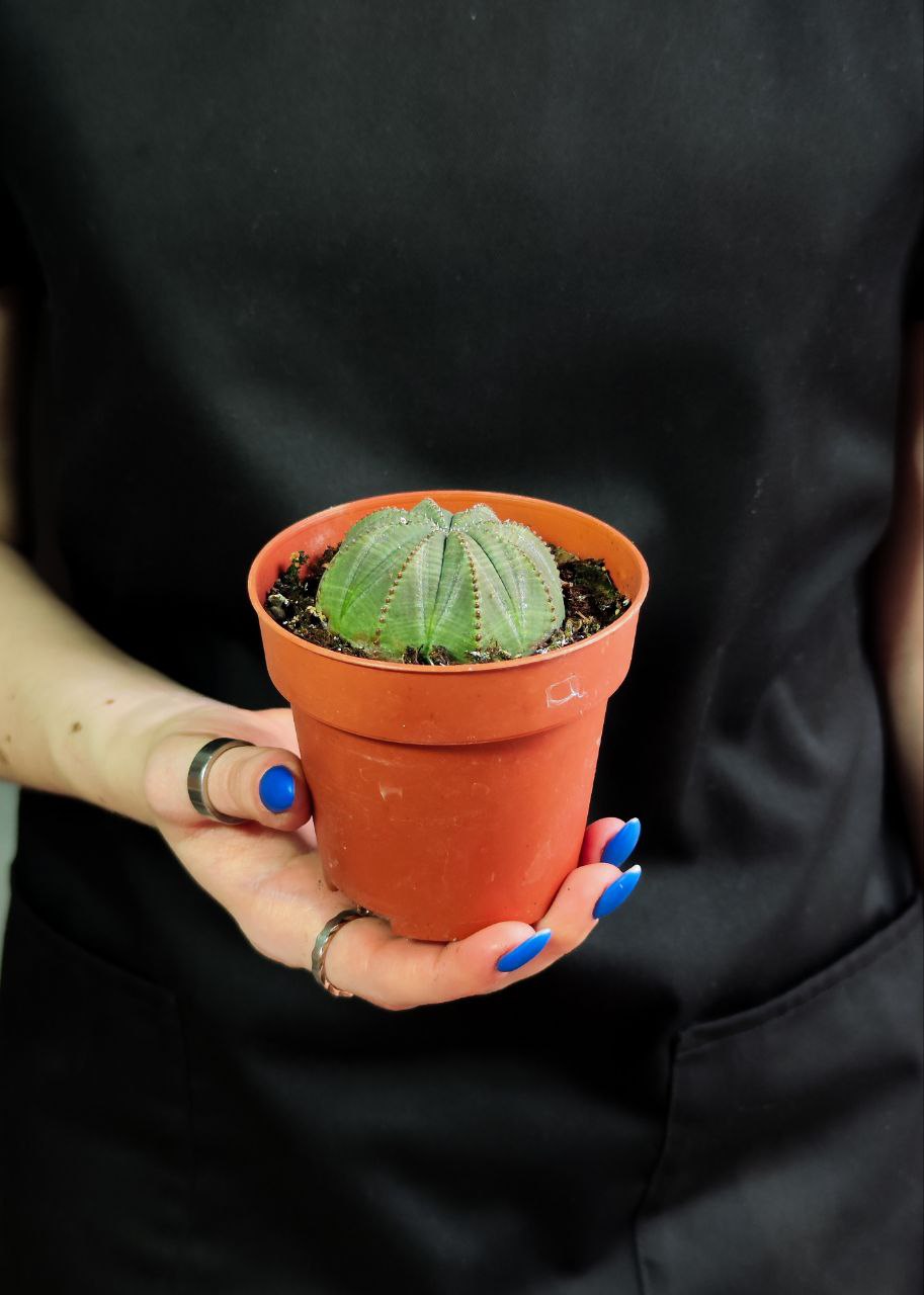Молочай Тучный (Euphorbia Obesa) D8,5см