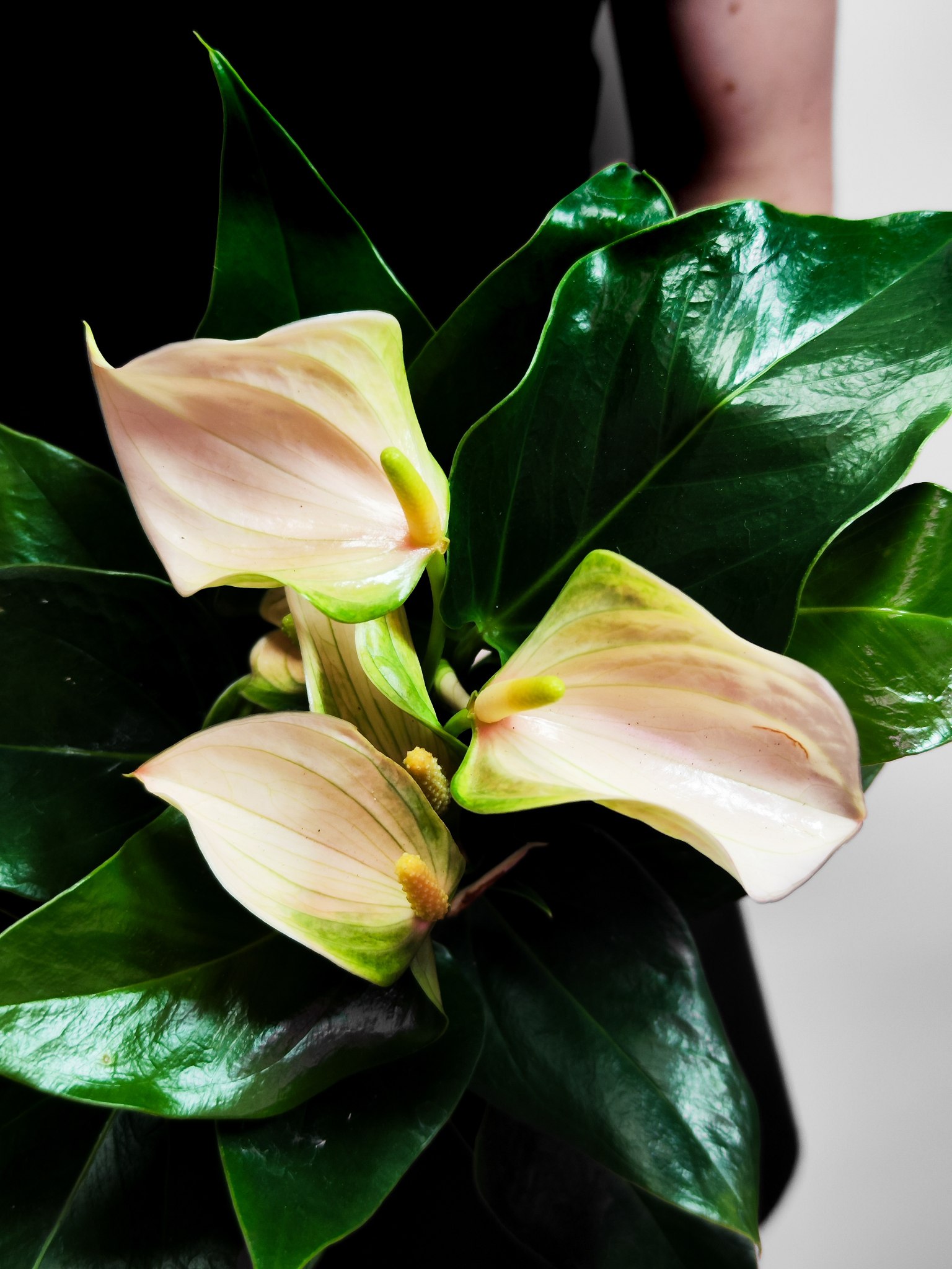 Антуриум Андреанум Джоли Пич (Anthurium Andreanum Joli Peach) D9см