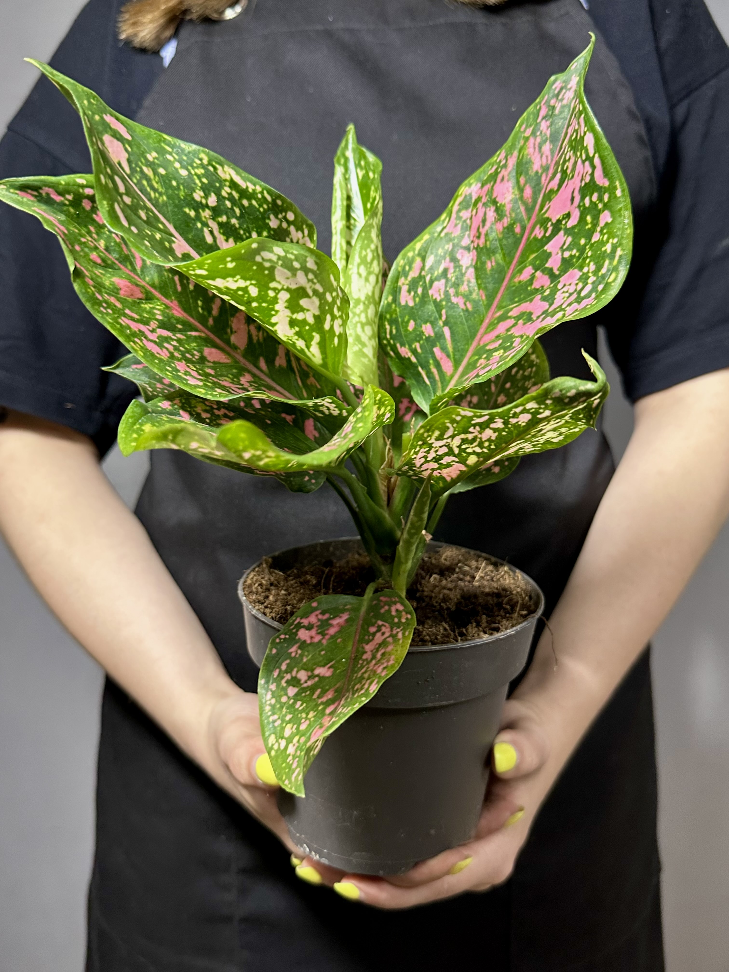 Аглаонема Пинк Леопард (Aglaonema Pink Leopard) D12см