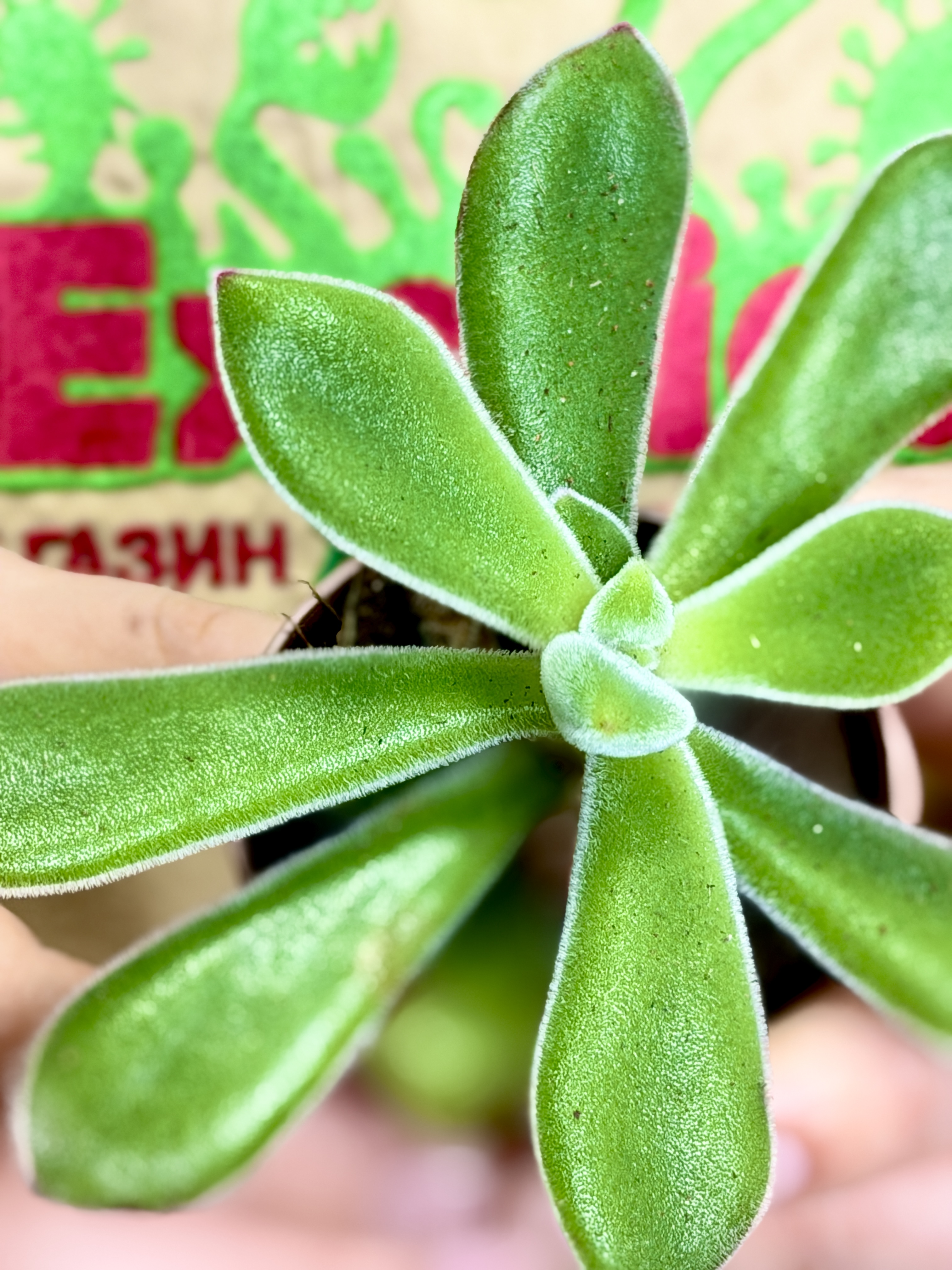 Эхеверия Пульвината Руби (Echeveria Pulvinata Ruby Blush) D5см