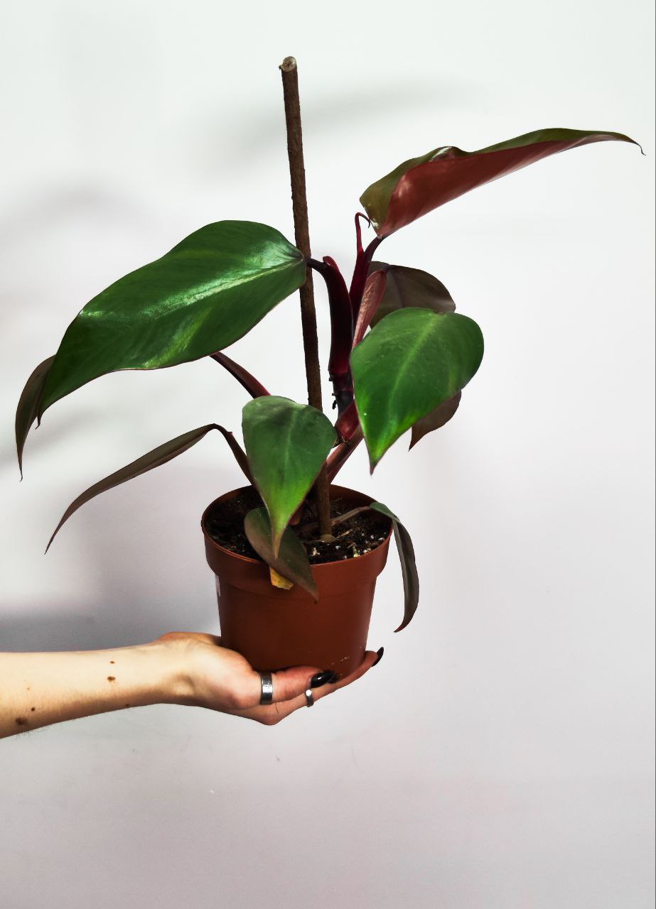 Филодендрон Ред Сан (Philodendron Red Sun) D12см