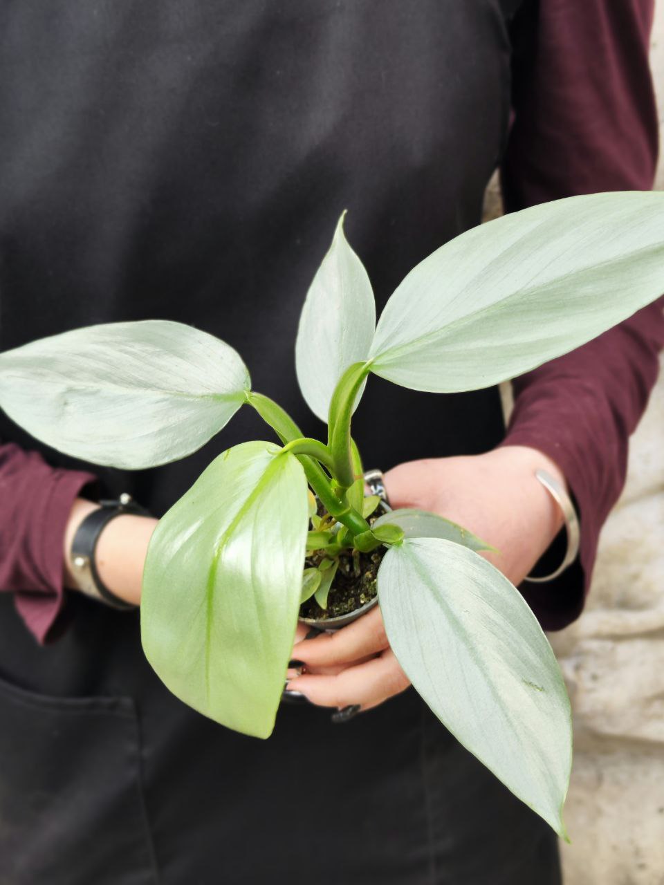 Филодендрон Сильвер Квин (Philodendron Silver Queen) D6см