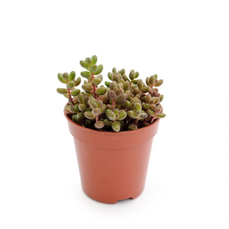 Седум Сталя  (Sedum Stahlii) D5cм