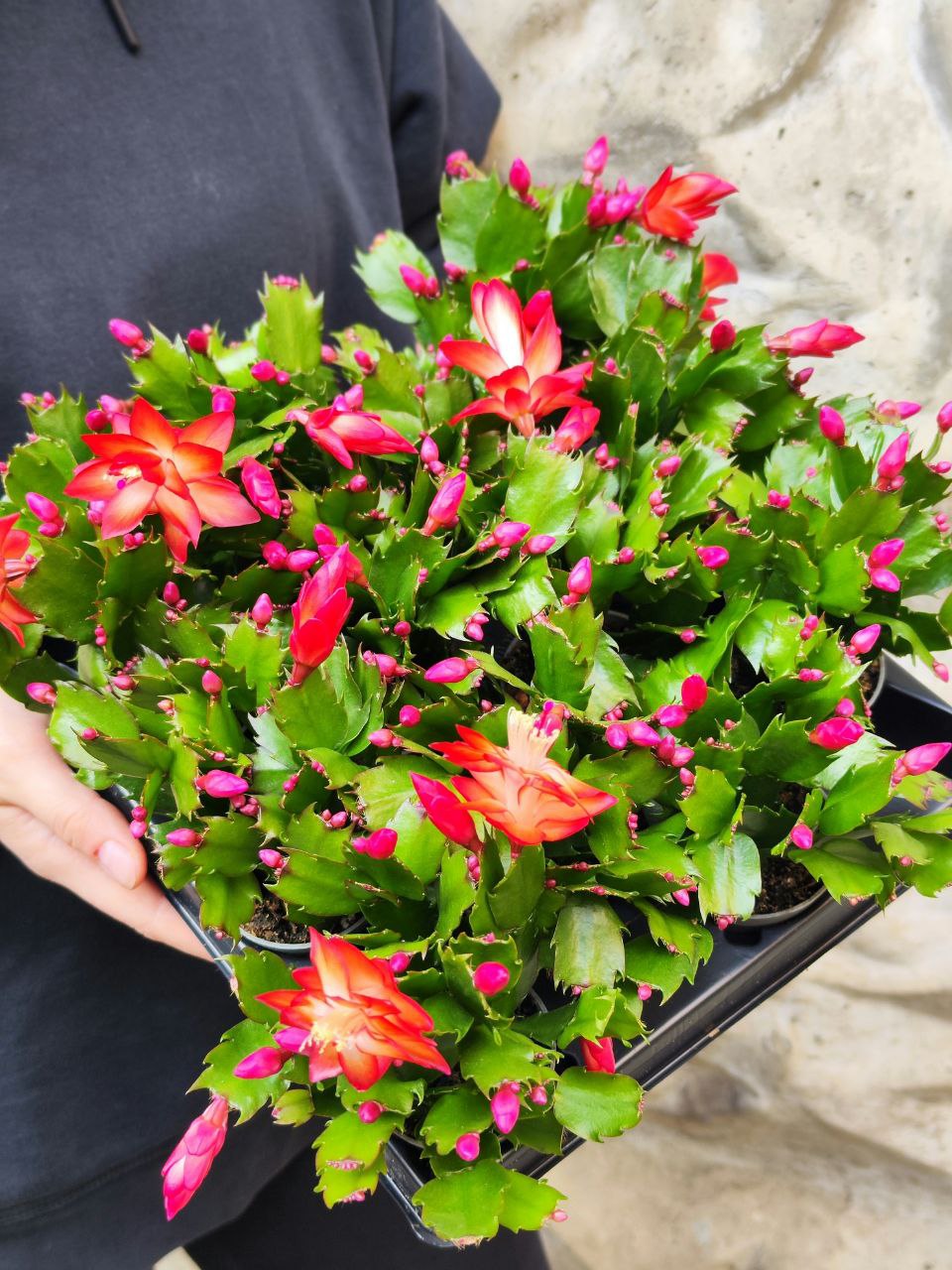 Декабрист Оранжевый, или Шлюмбергера (Schlumbergera Tendenza Orange) D6см